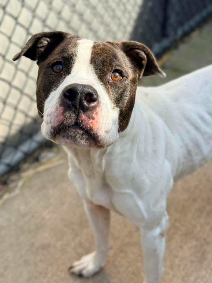Enlarge Danya, a ADOPTABLE Pit Bull Terrier in Chicago, IL image 3/5