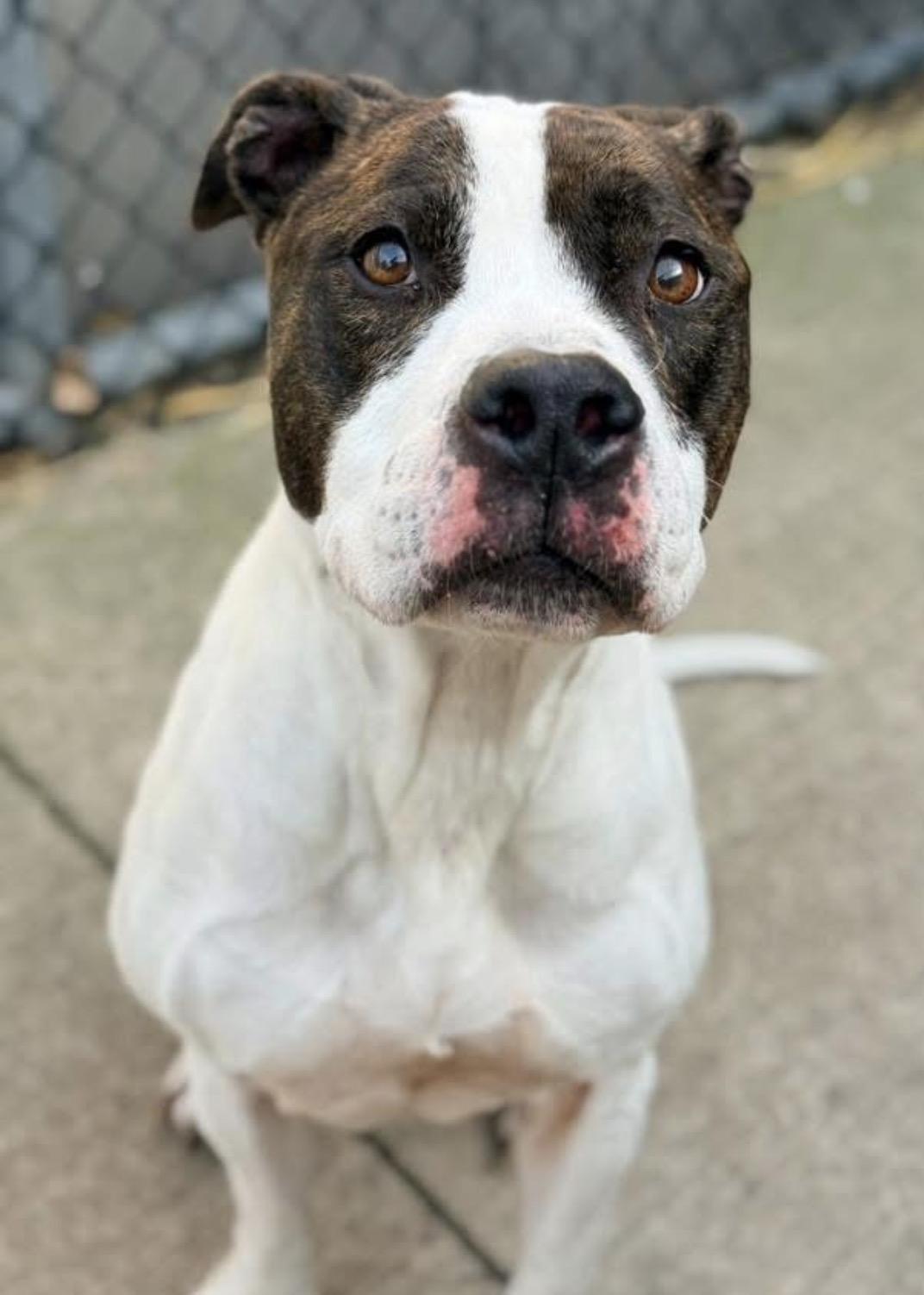 Enlarge Danya, a ADOPTABLE Pit Bull Terrier in Chicago, IL image 4/5