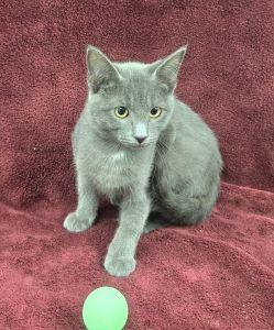 Sterling, Adoptable, Young Male Domestic Short Hair.