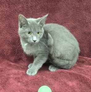 Enlarge Sterling, a Adoptable Domestic Short Hair in Bucyrus, OH image 3/3