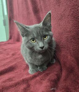 Enlarge Sterling, a Adoptable Domestic Short Hair in Bucyrus, OH image 2/3
