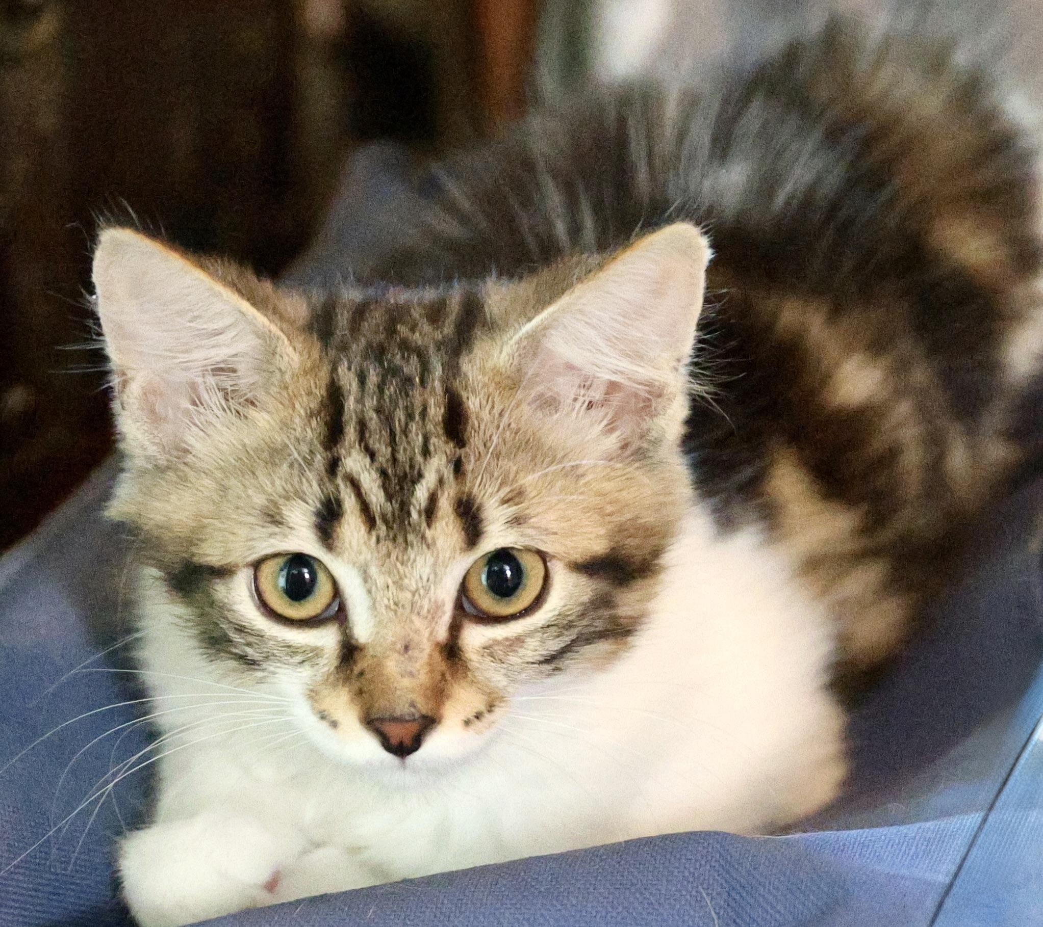 Enlarge Lorelei ("Lori"), a Adoptable mixed breed in Guntersville, AL image 1/5