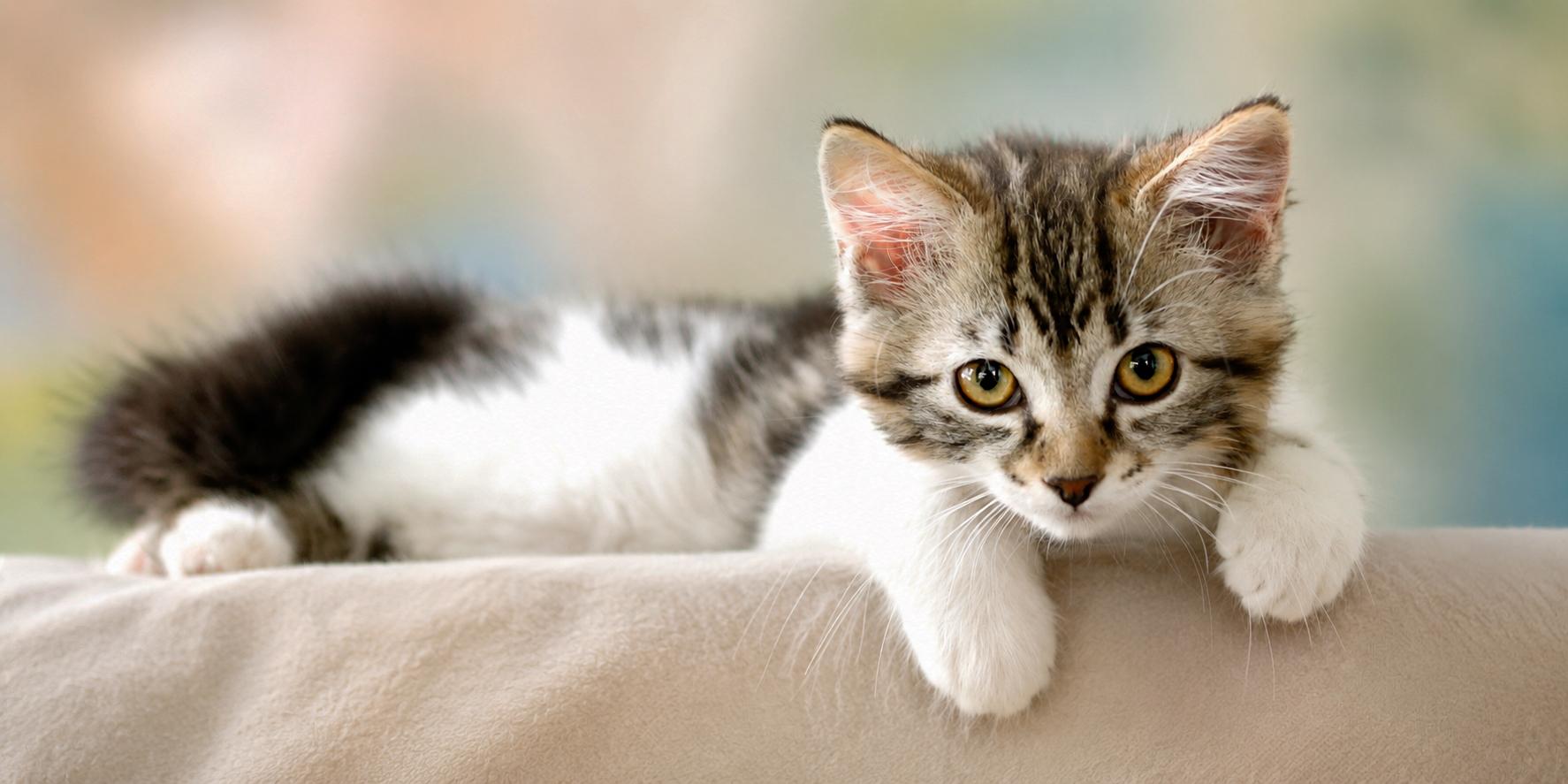 Enlarge Lorelei ("Lori"), a Adoptable mixed breed in Guntersville, AL image 3/5