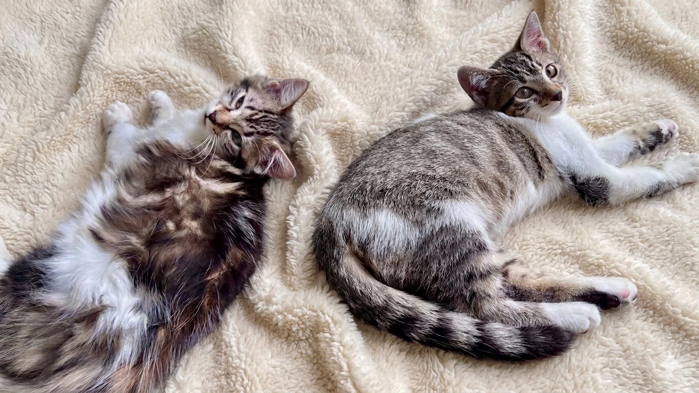 Enlarge Lorelei ("Lori"), a Adoptable mixed breed in Guntersville, AL image 5/5