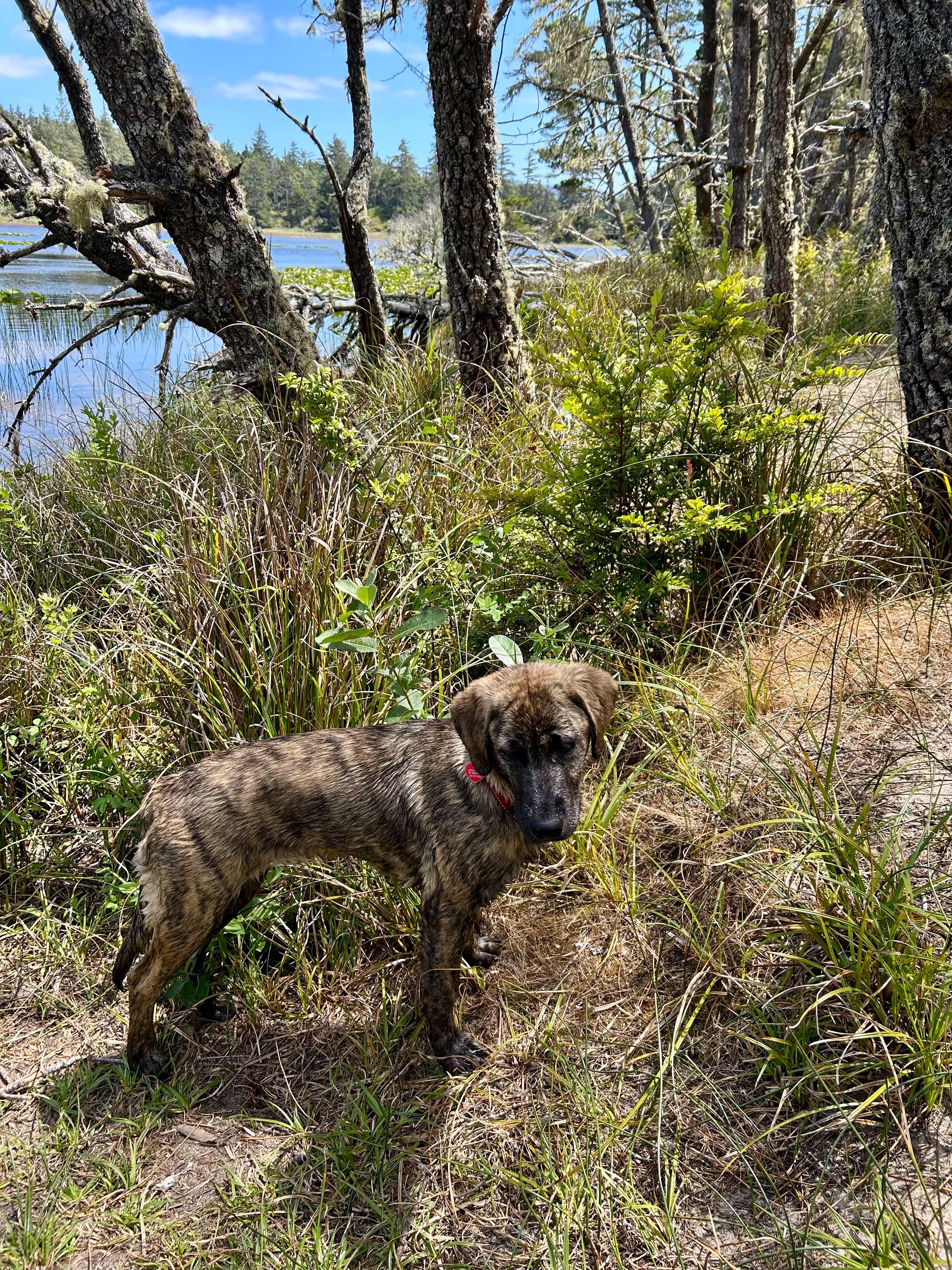 Enlarge Annie, an adopted mixed breed in Grants Pass, OR image 4/6