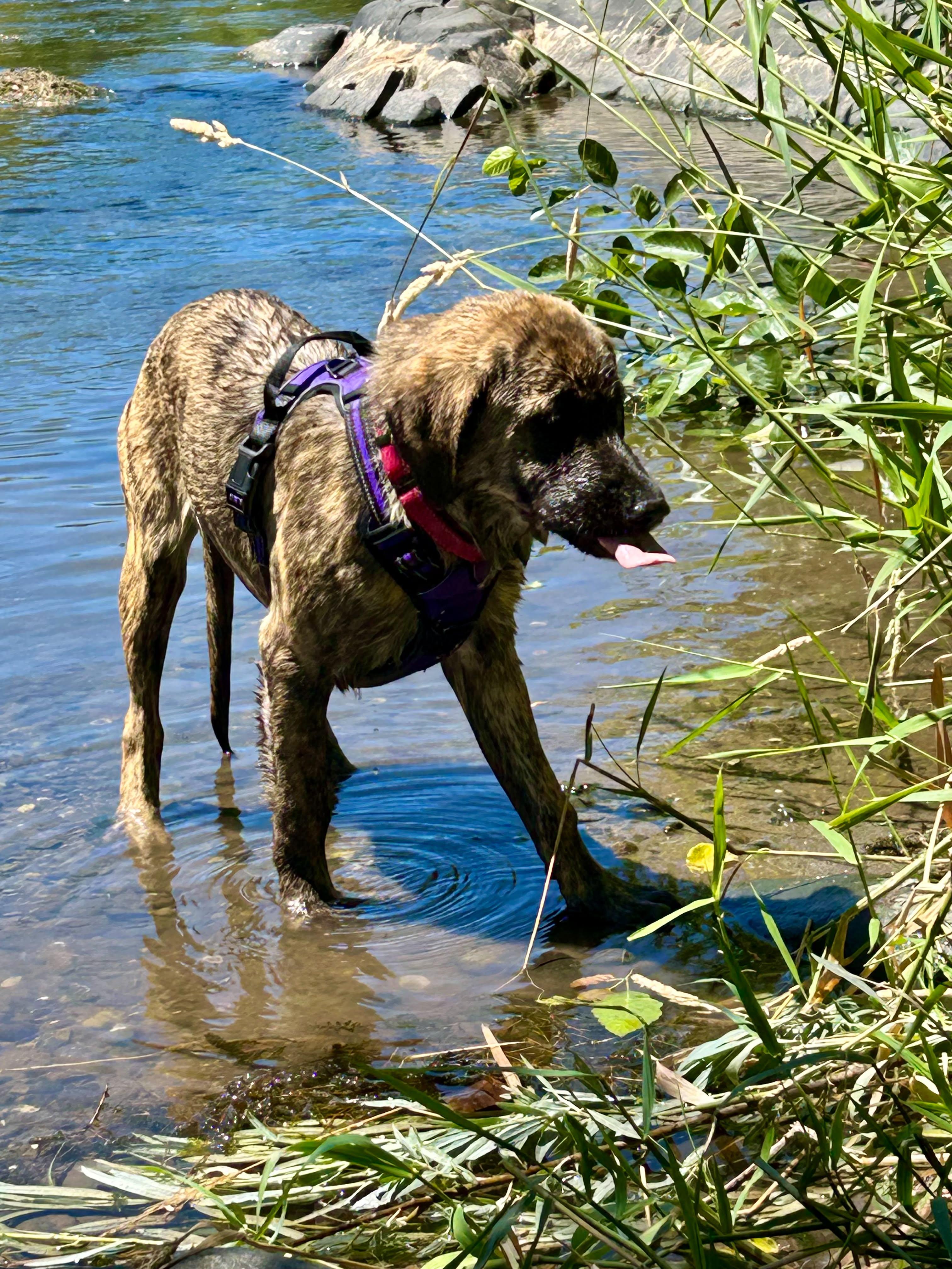 Enlarge Annie, an adopted mixed breed in Grants Pass, OR image 5/6