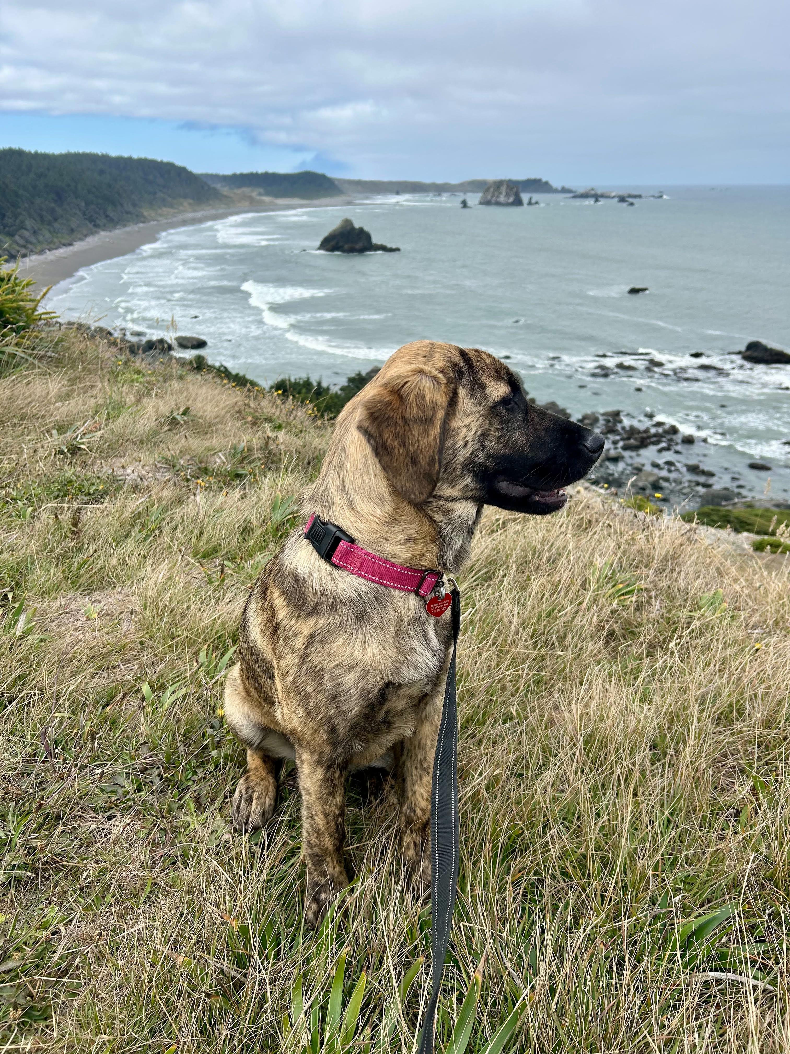 Enlarge Annie, an adopted mixed breed in Grants Pass, OR image 1/6