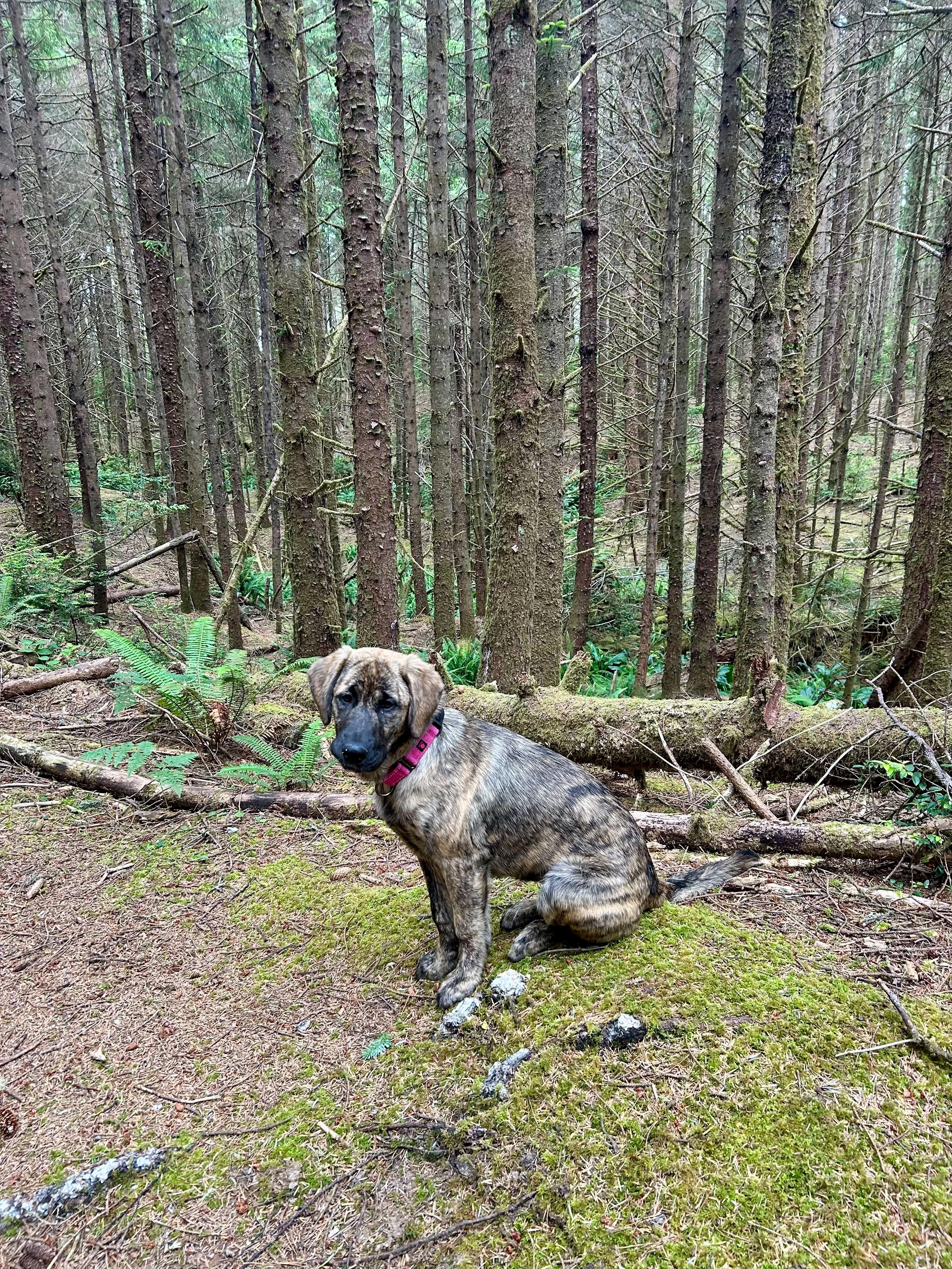 Enlarge Annie, an adopted mixed breed in Grants Pass, OR image 3/6