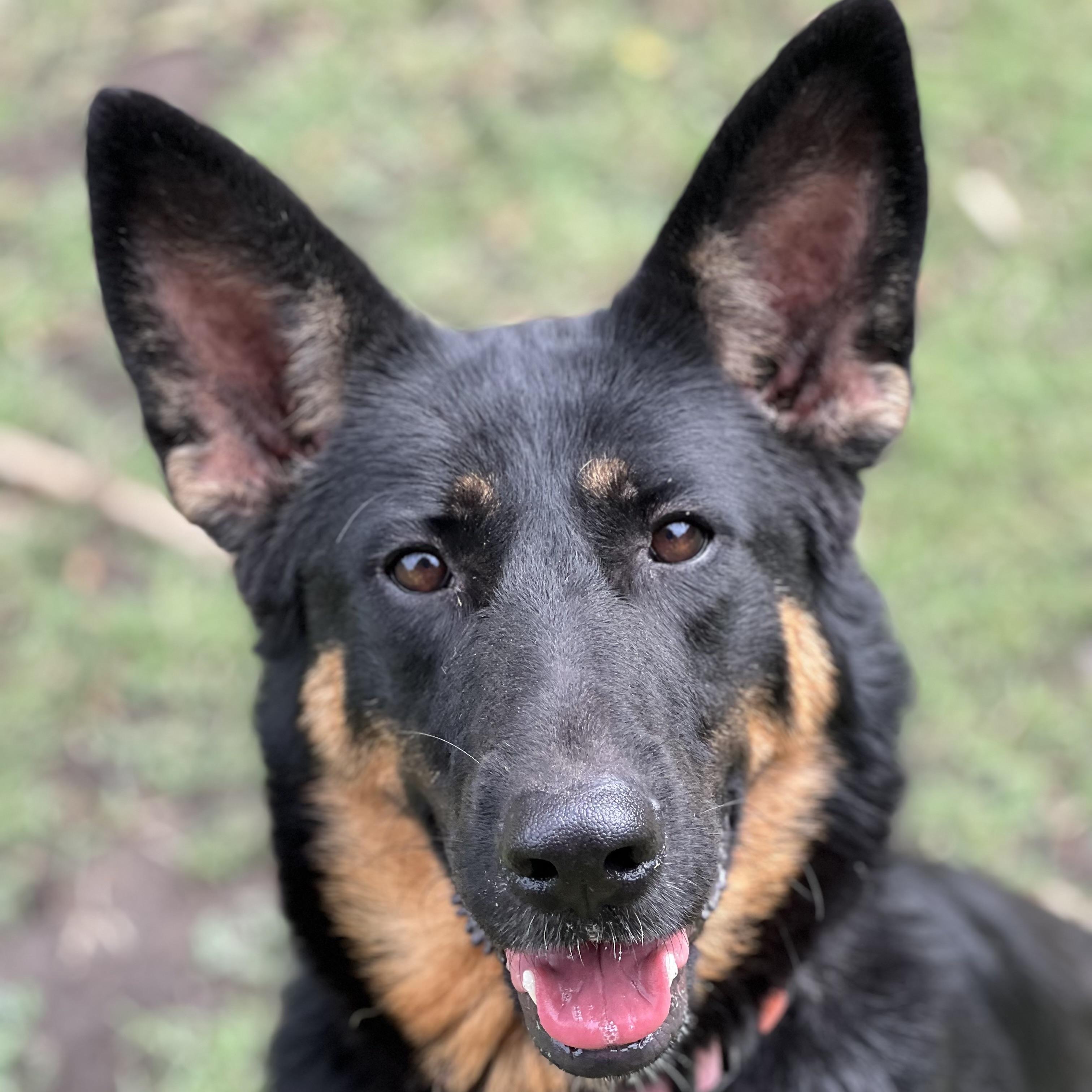 Gemma