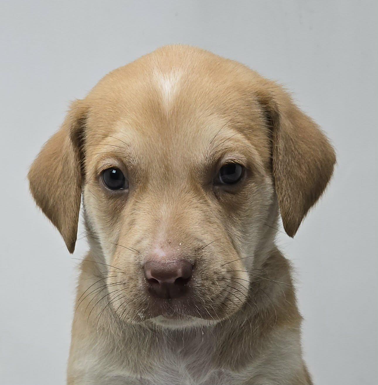 Nathan, ADOPTABLE, Puppy Male Labrador Retriever & Australian Shepherd.