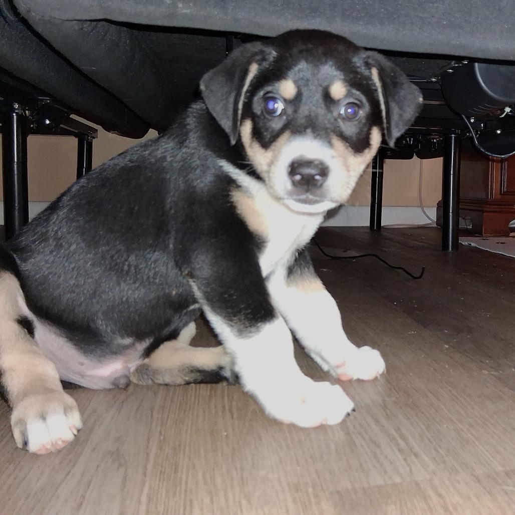 Enlarge Mackinaw GC, an adopted mixed breed in Wheeling, WV image 1/5