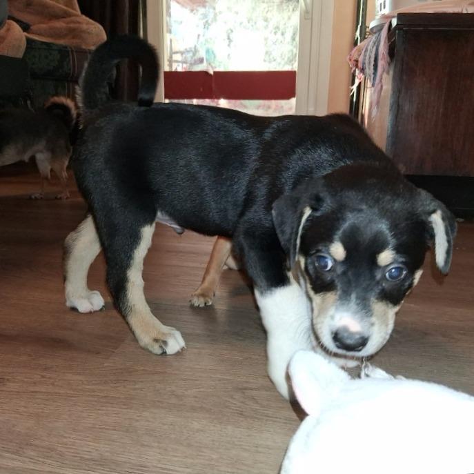 Enlarge Mackinaw GC, an adopted mixed breed in Wheeling, WV image 5/5