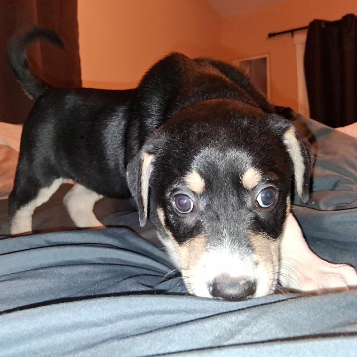 Enlarge Mackinaw GC, an adopted mixed breed in Wheeling, WV image 2/5