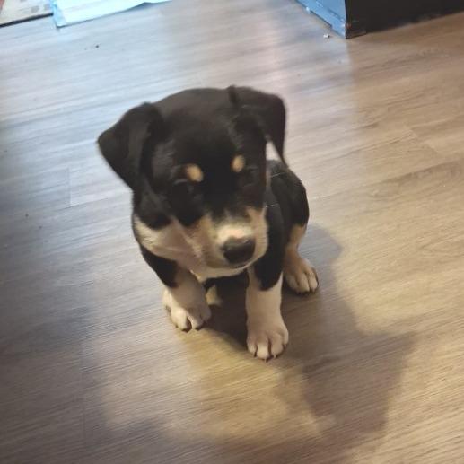 Enlarge Mackinaw GC, an adopted mixed breed in Wheeling, WV image 4/5