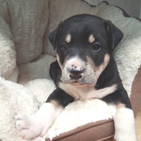 Enlarge Mackinaw GC, an adopted mixed breed in Wheeling, WV image 3/5