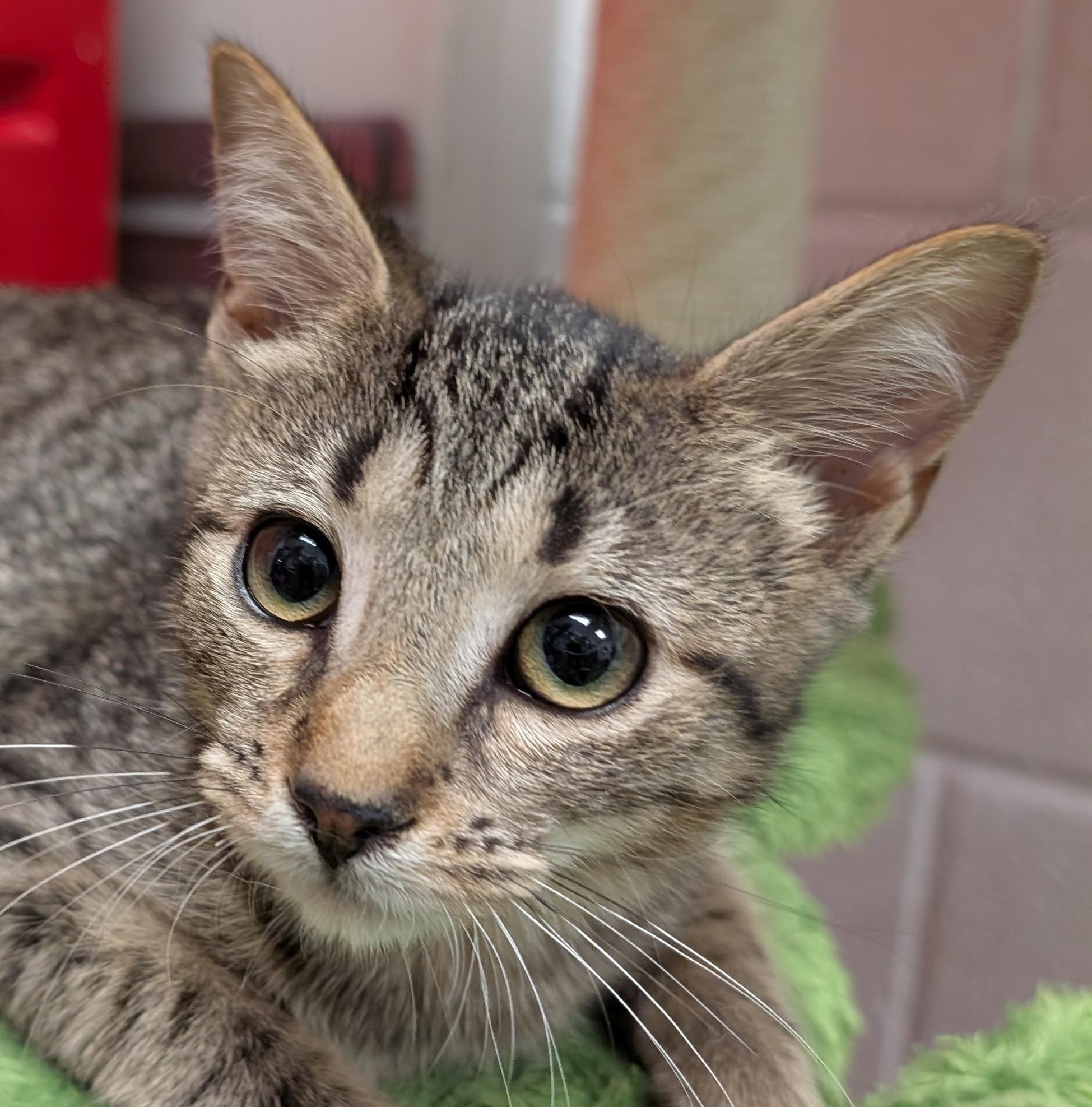 Briana, Adoptable, Kitten Female Domestic Short Hair.