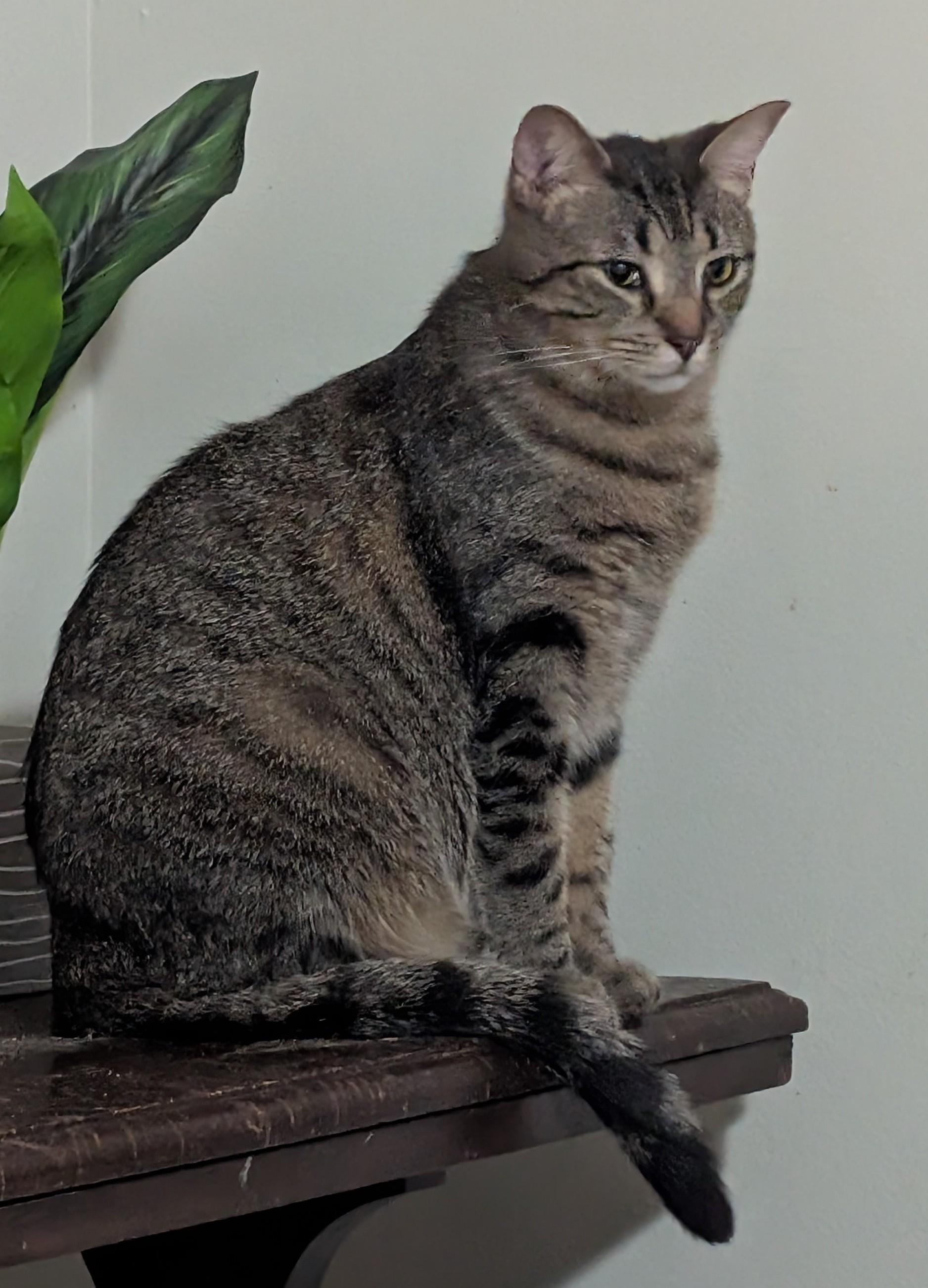 Enlarge Briana (Special Adoption Fee), a Adoptable Domestic Short Hair in Smithfield, NC image 3/4