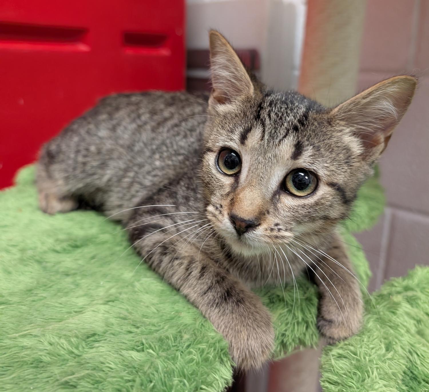 Briana, a Adoptable Domestic Short Hair in Smithfield, NC image 2/5