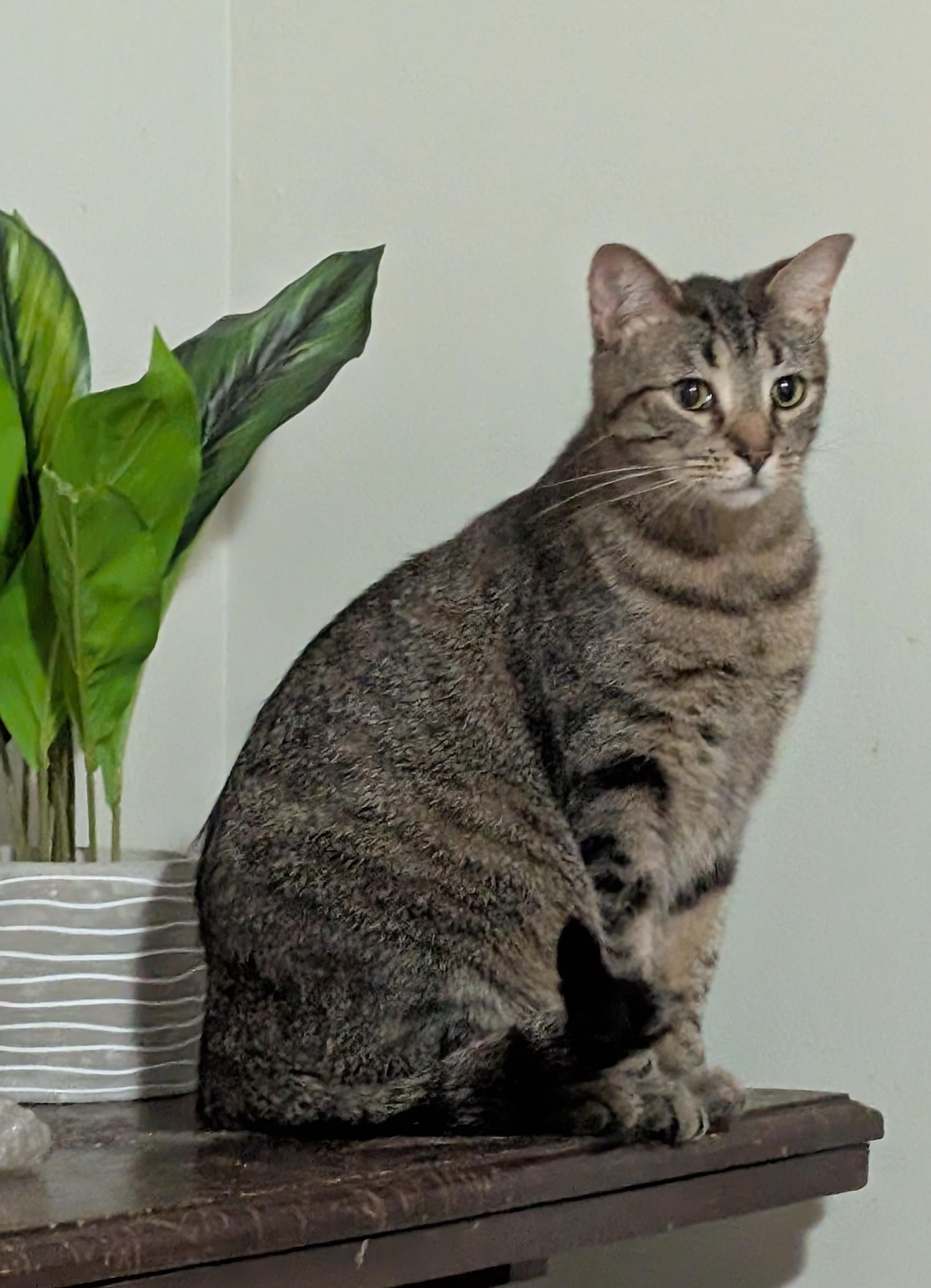 Enlarge Briana (Special Adoption Fee), a Adoptable Domestic Short Hair in Smithfield, NC image 2/4