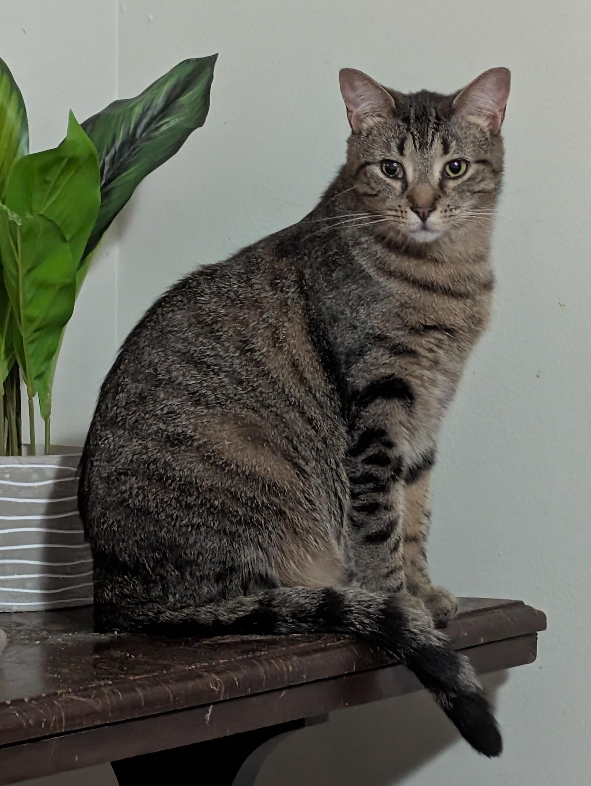 Enlarge Briana (Special Adoption Fee), a Adoptable Domestic Short Hair in Smithfield, NC image 4/4