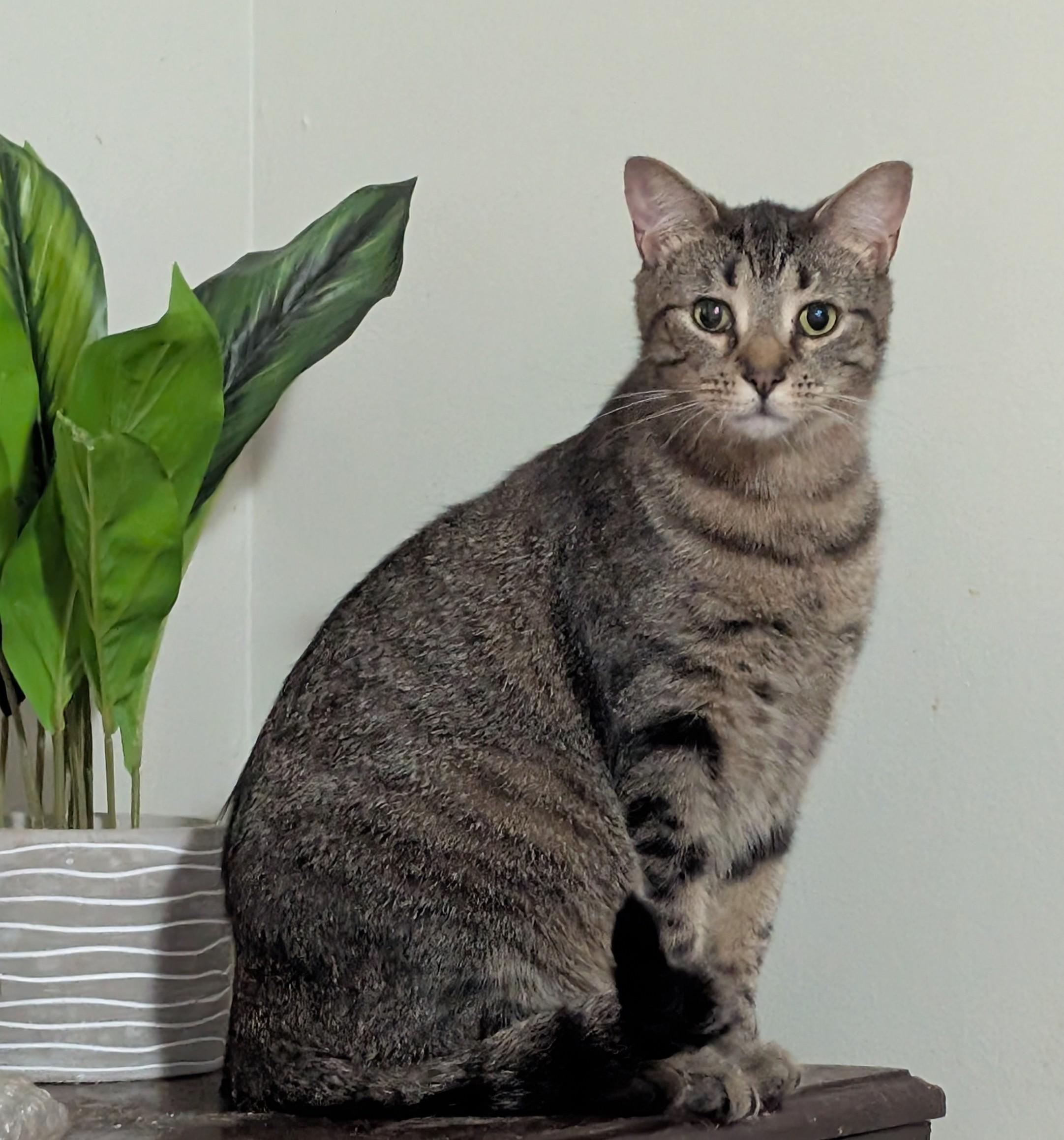 Briana (Special Adoption Fee), Adoptable, Young Female Domestic Short Hair.