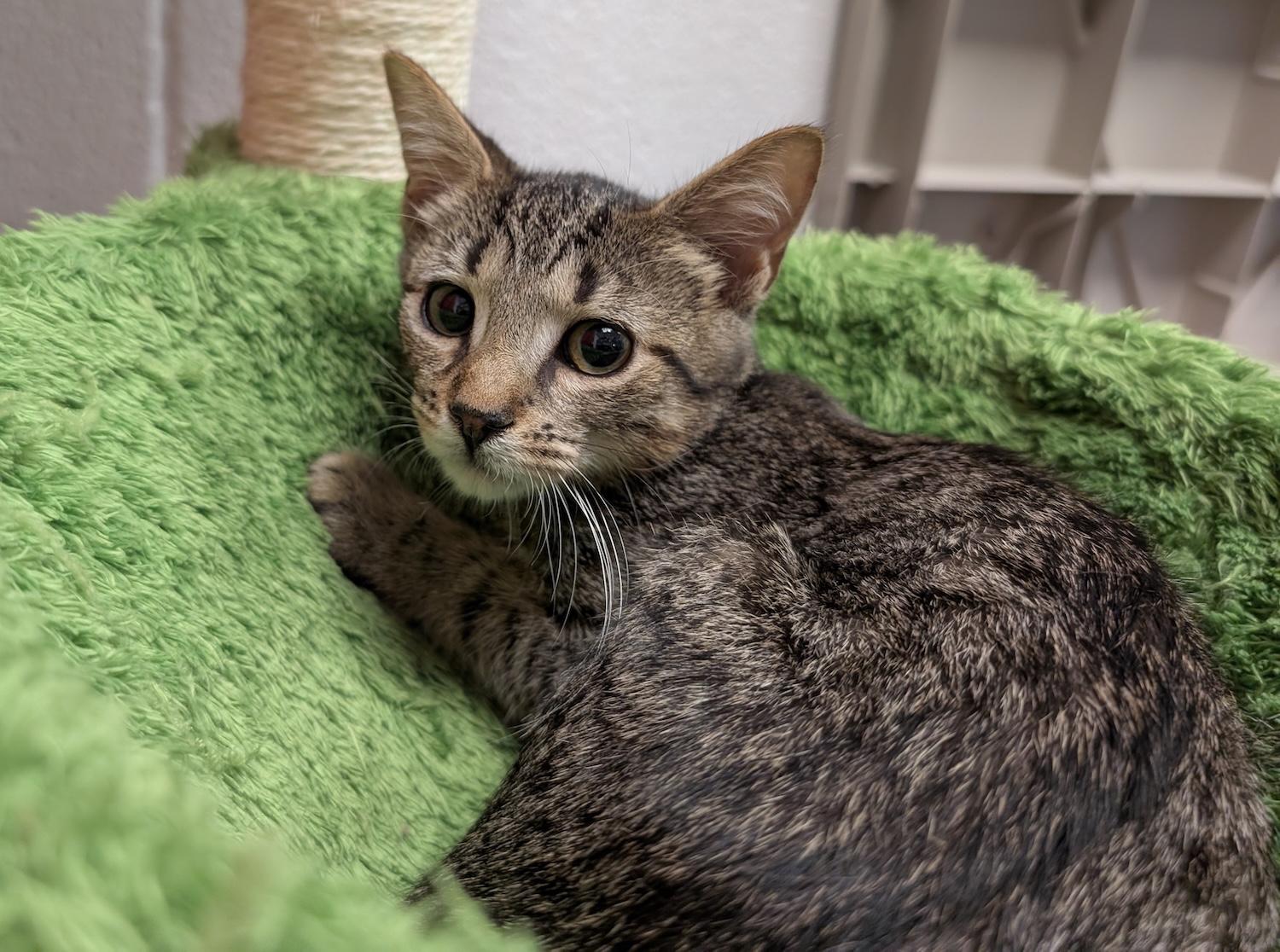 Briana, a Adoptable Domestic Short Hair in Smithfield, NC image 3/5