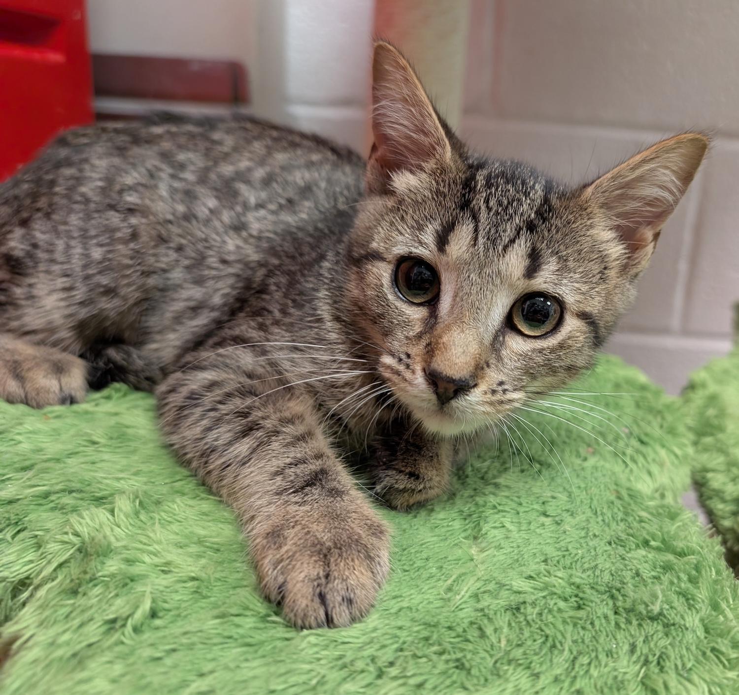 Briana, a Adoptable Domestic Short Hair in Smithfield, NC image 4/5