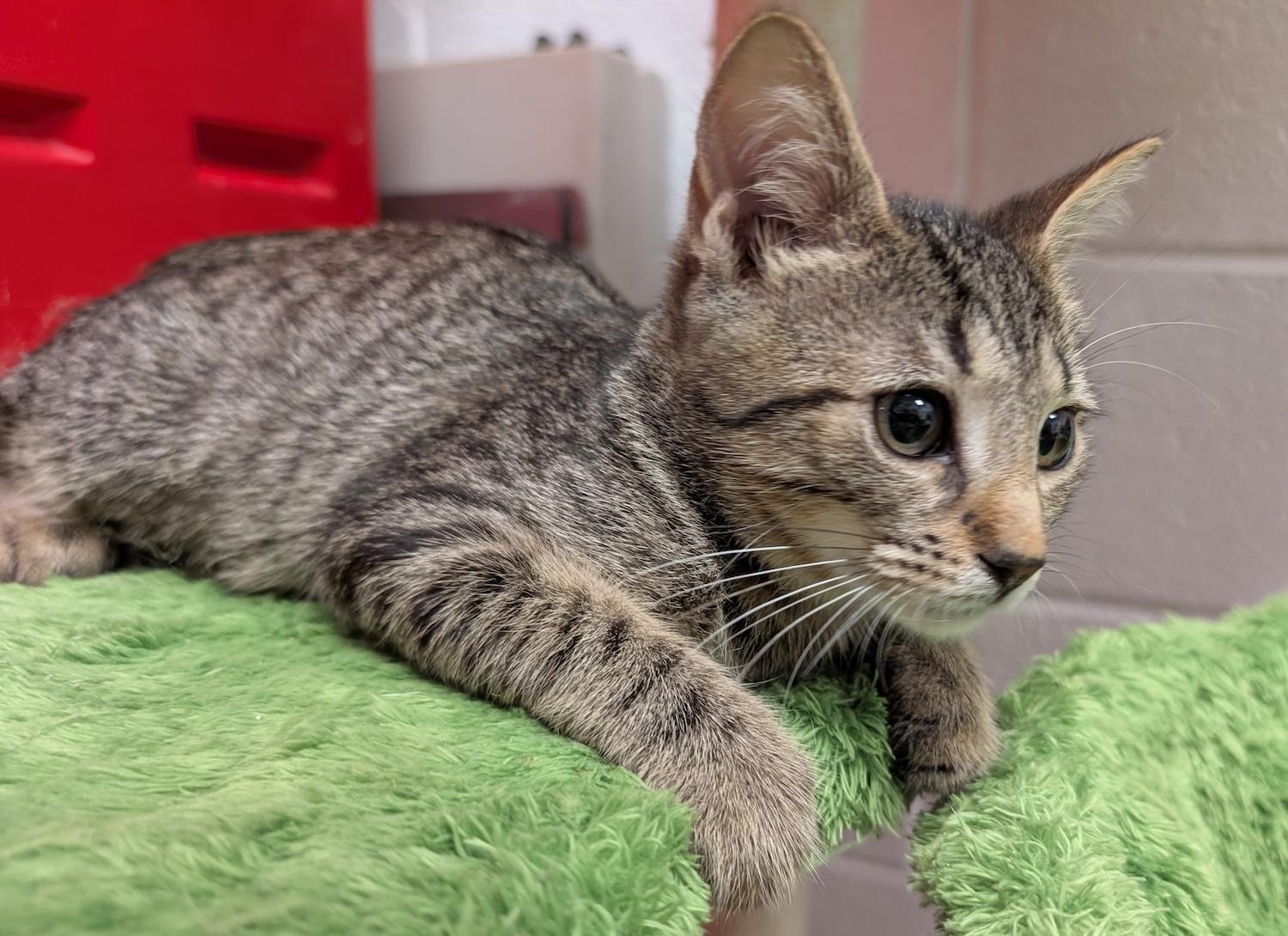 Briana, a Adoptable Domestic Short Hair in Smithfield, NC image 5/5