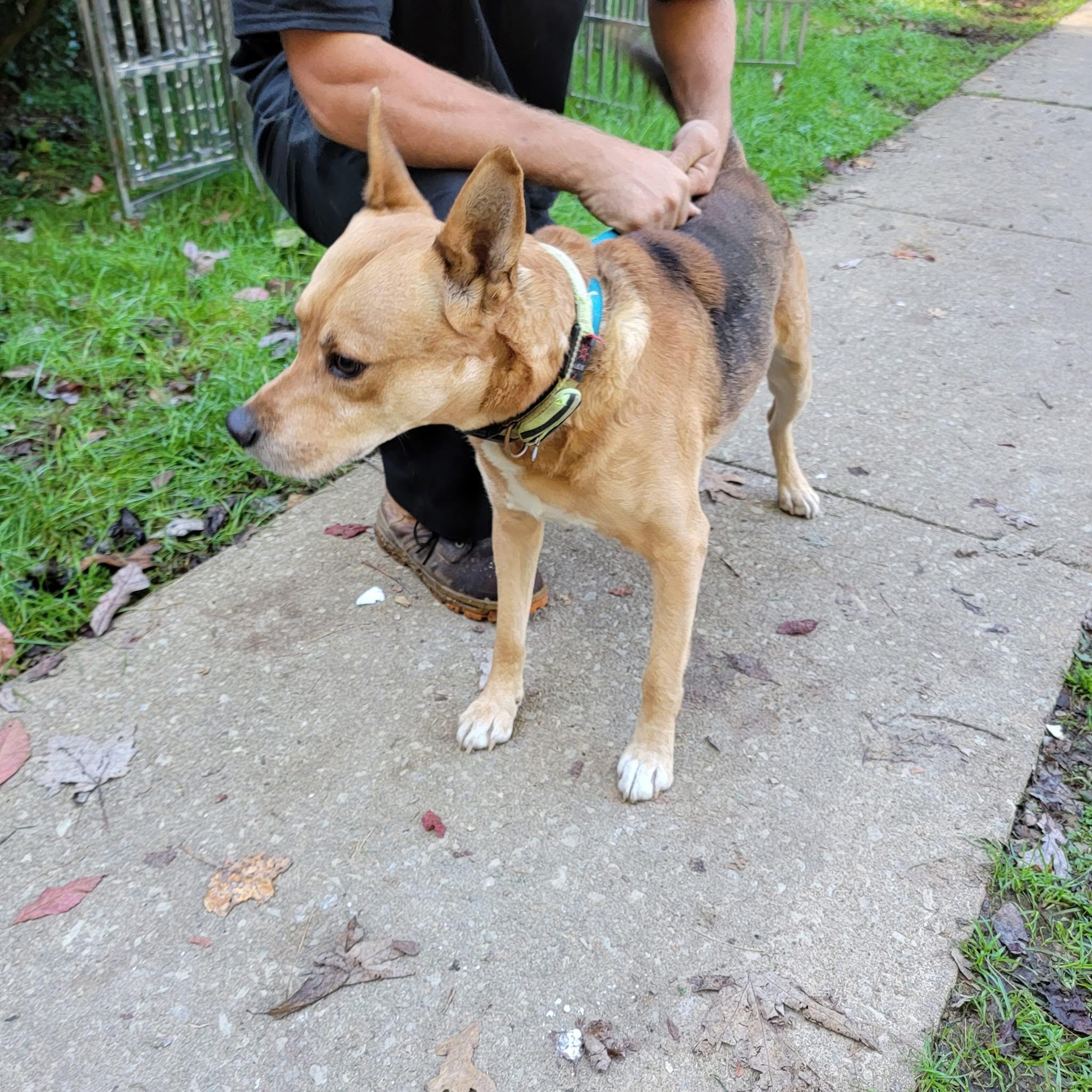 Enlarge Brody, a Adoptable mixed breed in Mountain City, TN image 1/1