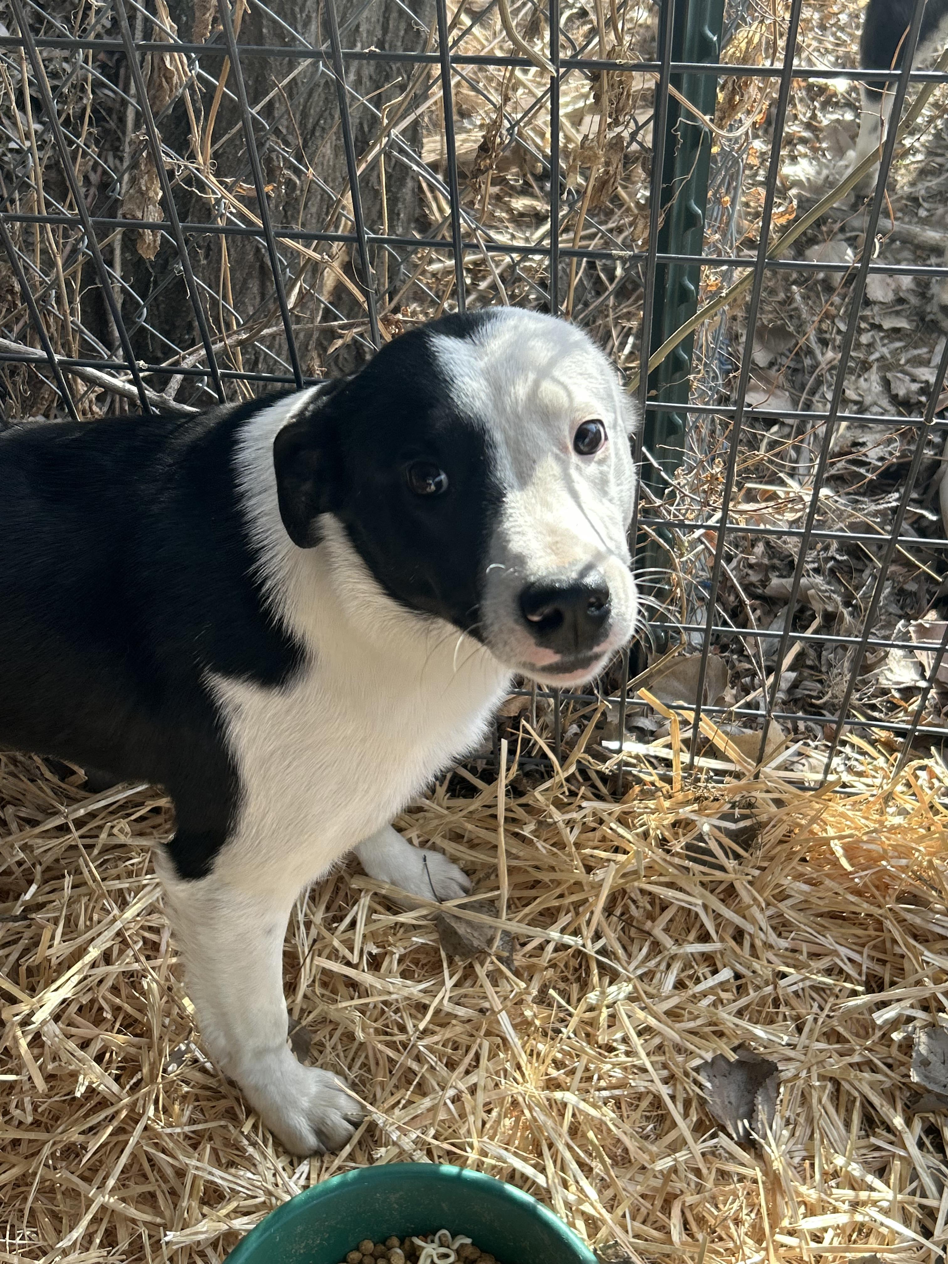 Enlarge Leon, a Adoptable mixed breed in Hardin, MT image 1/2
