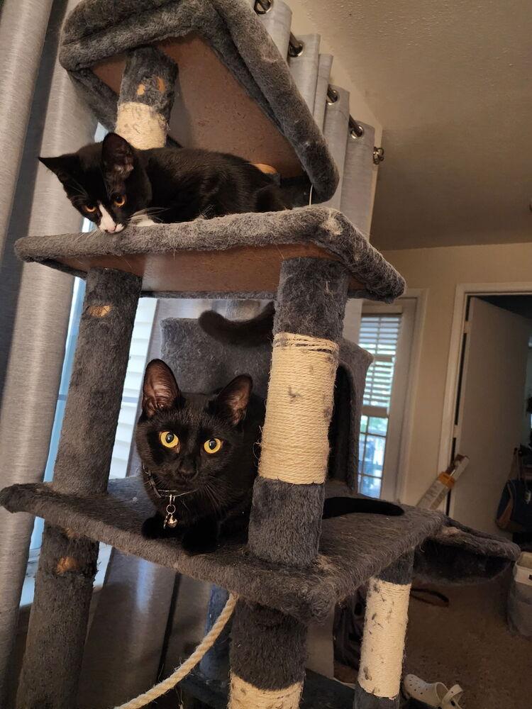 Pepper, Adoptable, Adult Female Domestic Short Hair.