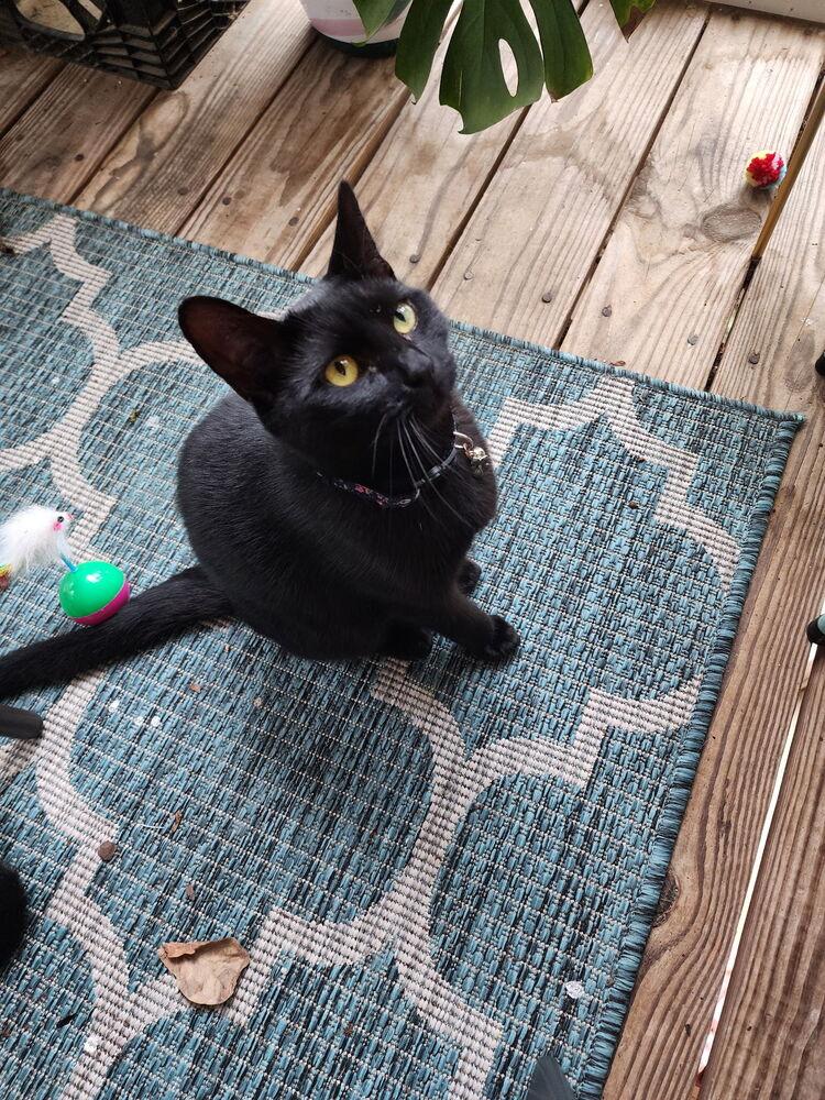 Enlarge Pepper, a Adoptable Domestic Short Hair in Cary, NC image 2/3