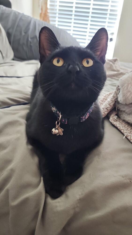 Enlarge Pepper, a Adoptable Domestic Short Hair in Cary, NC image 3/3