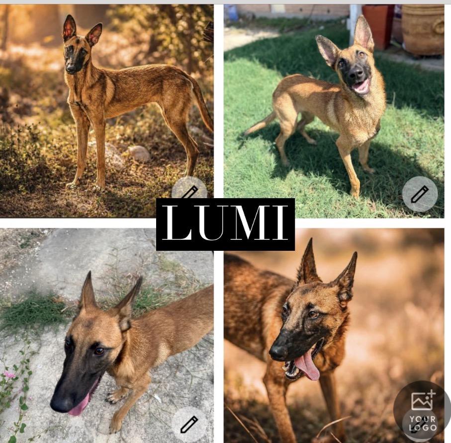 Lumi, ADOPTABLE, Adult Female Belgian Shepherd / Malinois.