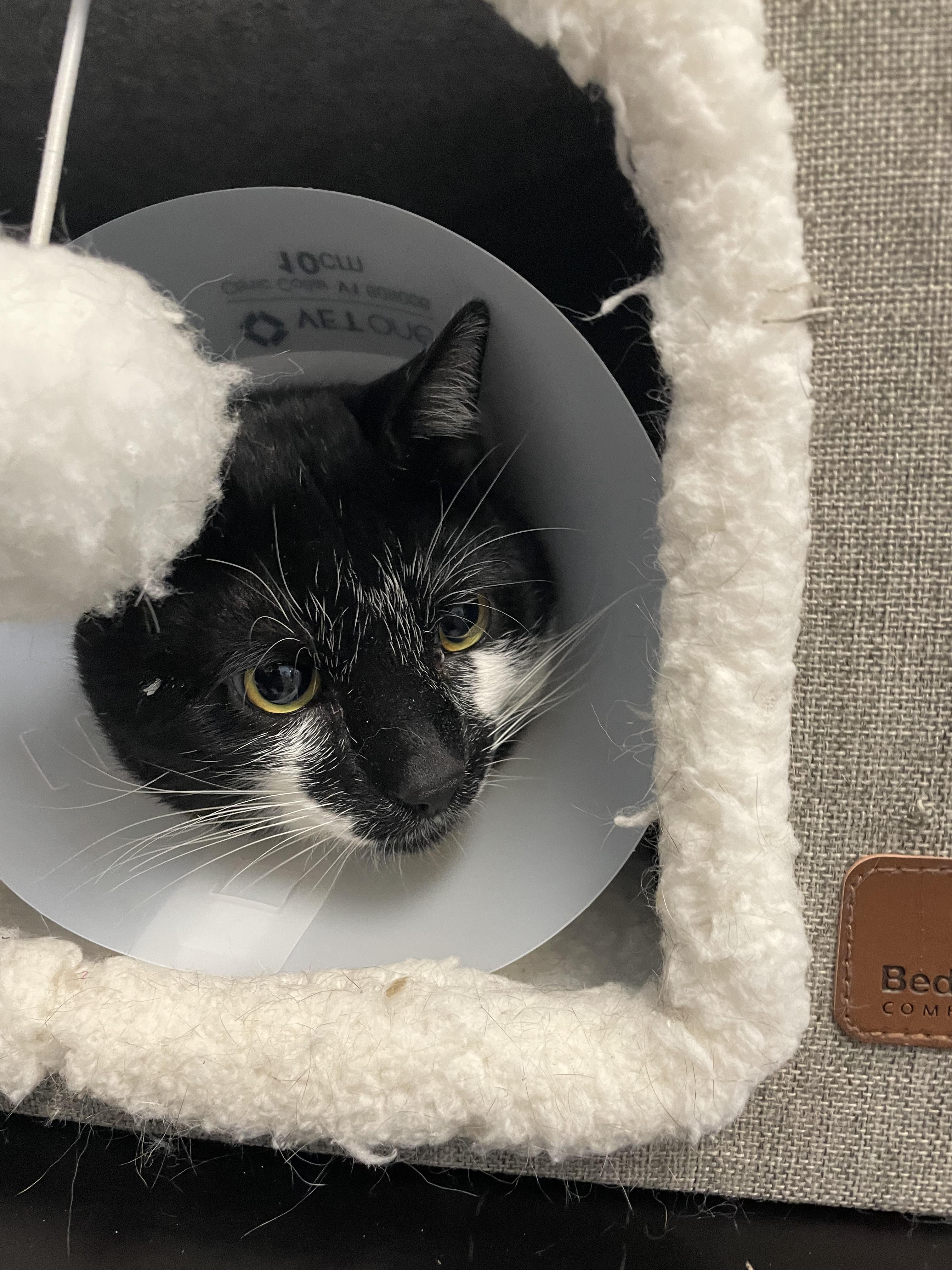 Jinx (Bonded with Tom Tom), Adoptable, Adult Male Domestic Short Hair.