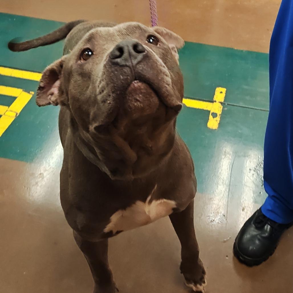 Jabarkus — thumbnail 2