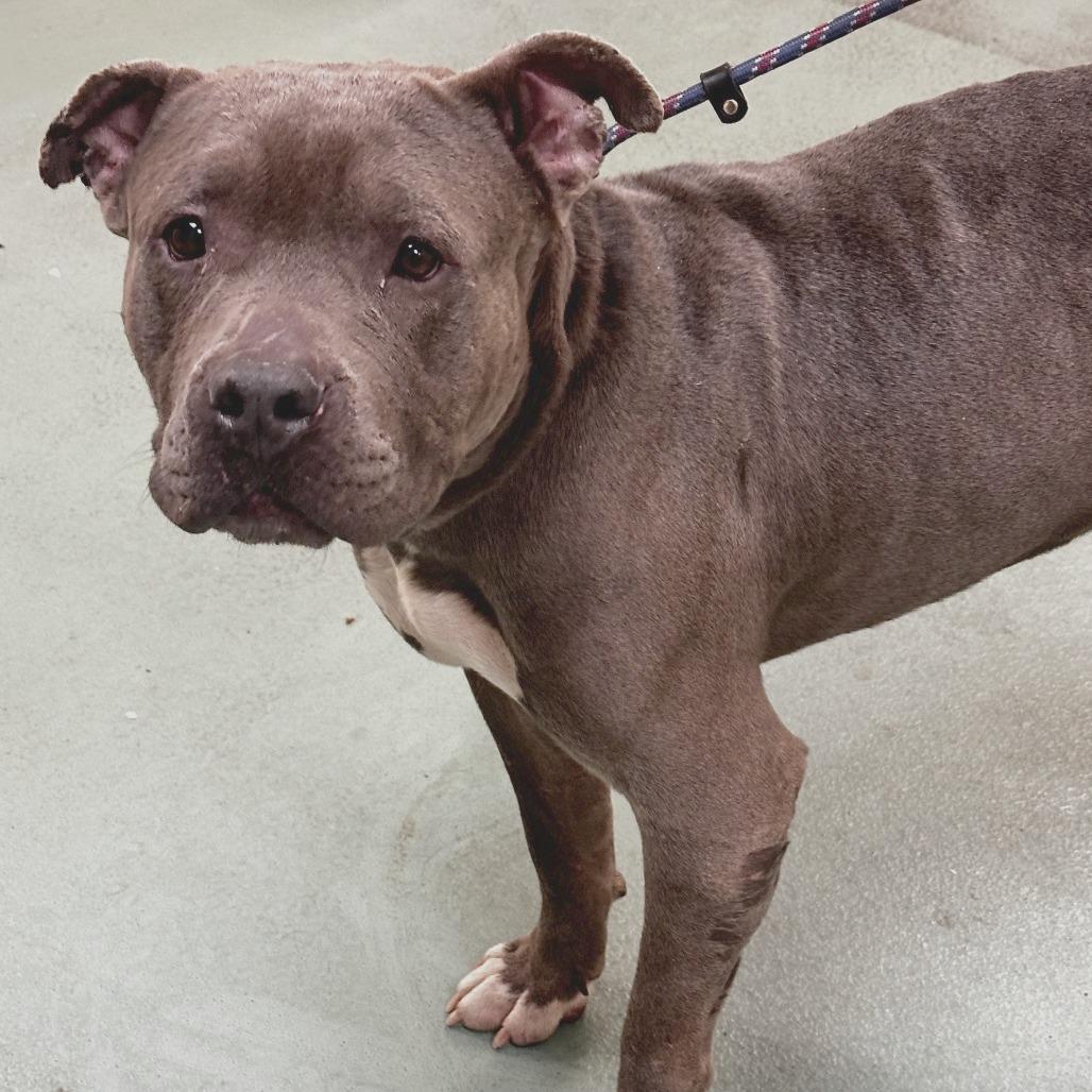 Jabarkus — thumbnail 3