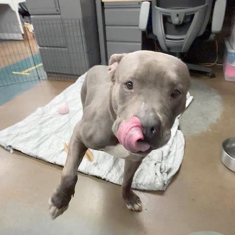 Jabarkus — thumbnail 4