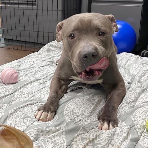 Jabarkus — thumbnail 5