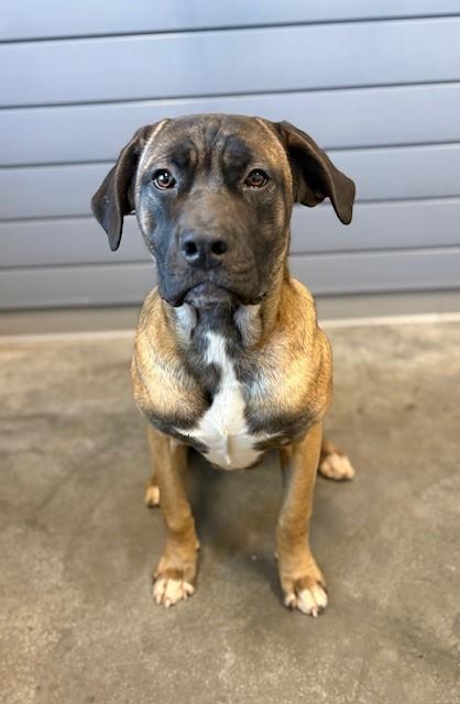 ELLIE, Adoptable, Young Female Labrador Retriever & Mixed Breed.