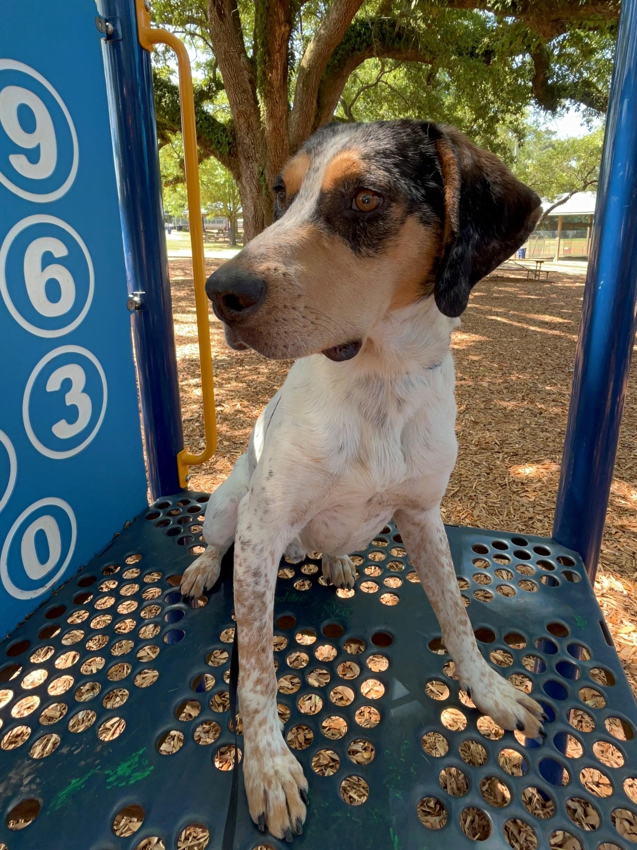 Enlarge Bongo, a ADOPTABLE mixed breed in Fairhope, AL image 1/6
