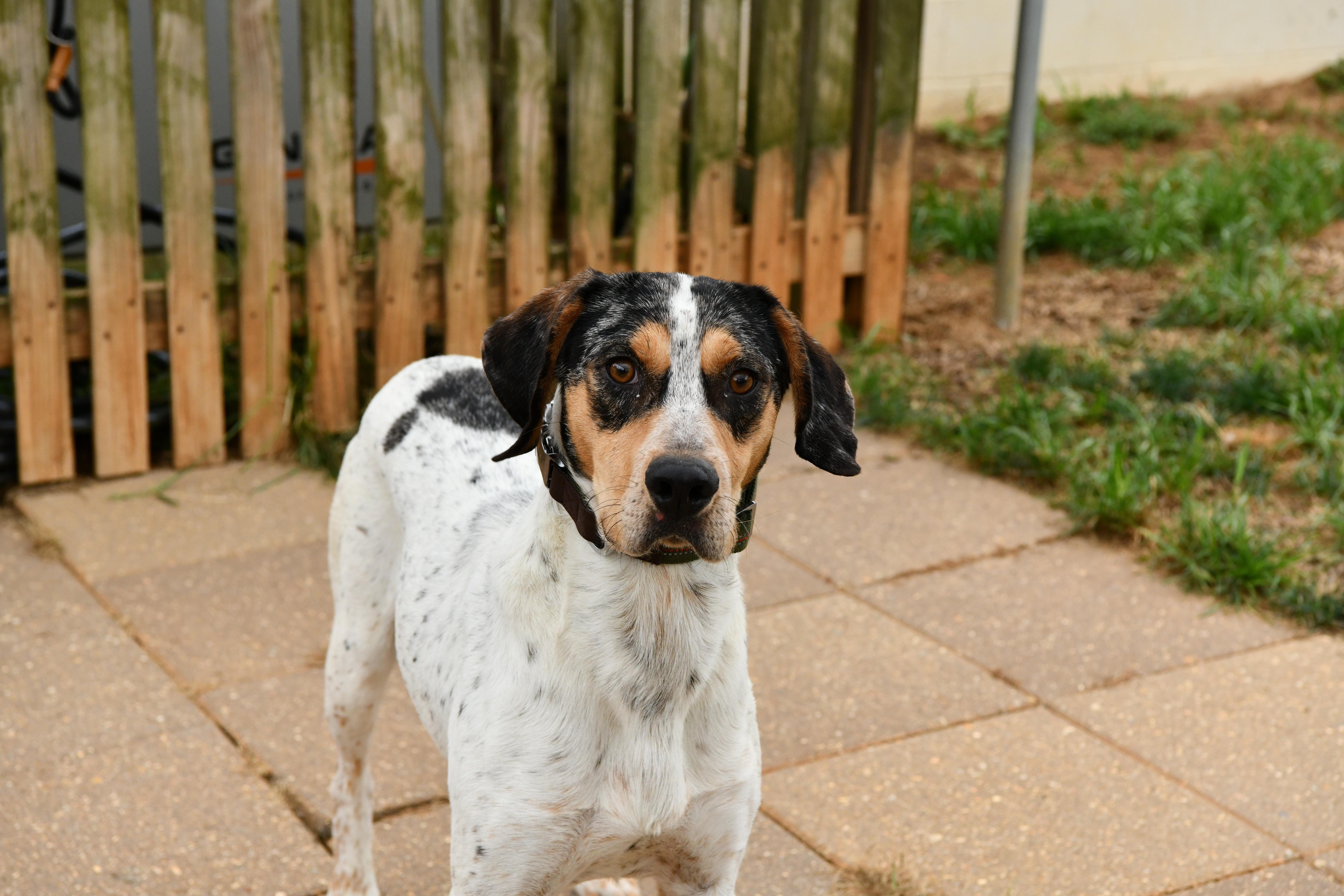 Bongo, ADOPTABLE, Adult Male Bluetick Coonhound & Hound.