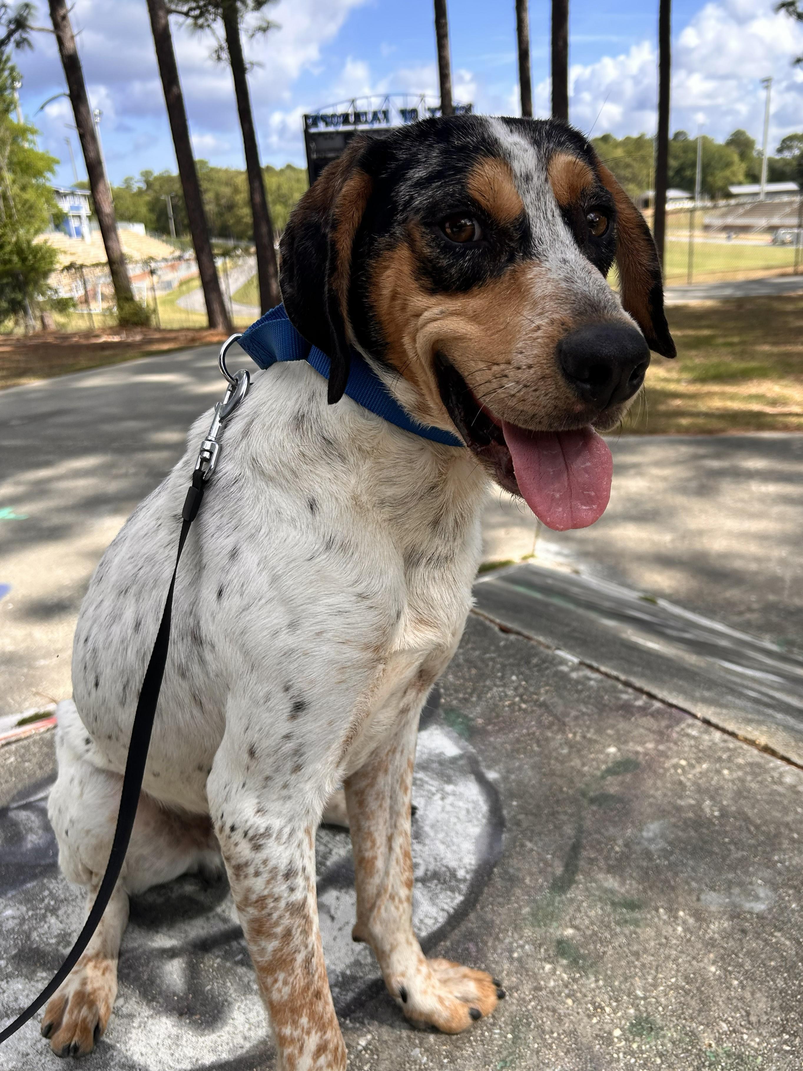 Enlarge Bongo, a ADOPTABLE mixed breed in Fairhope, AL image 3/6