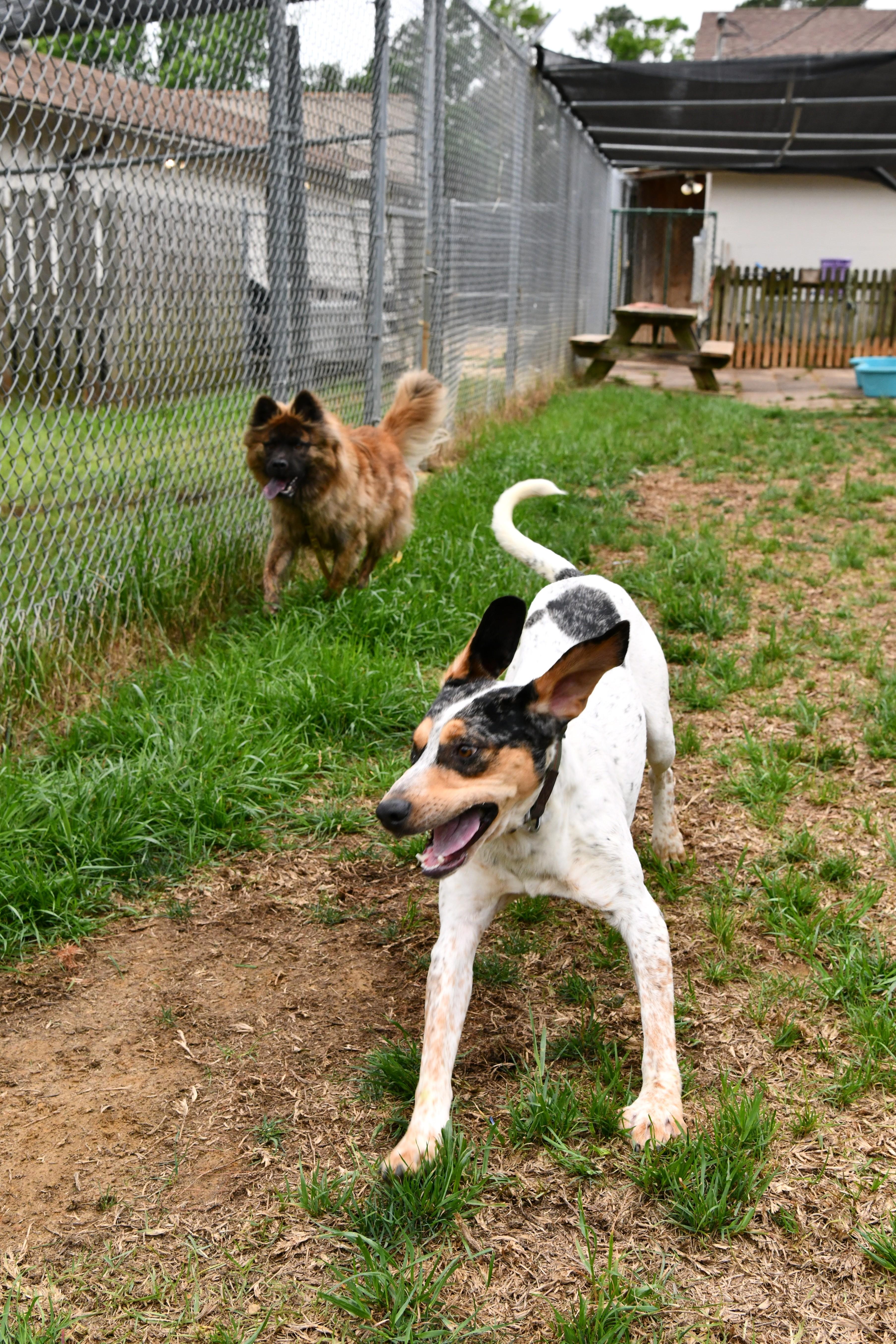 Enlarge Bongo, a ADOPTABLE mixed breed in Fairhope, AL image 2/4