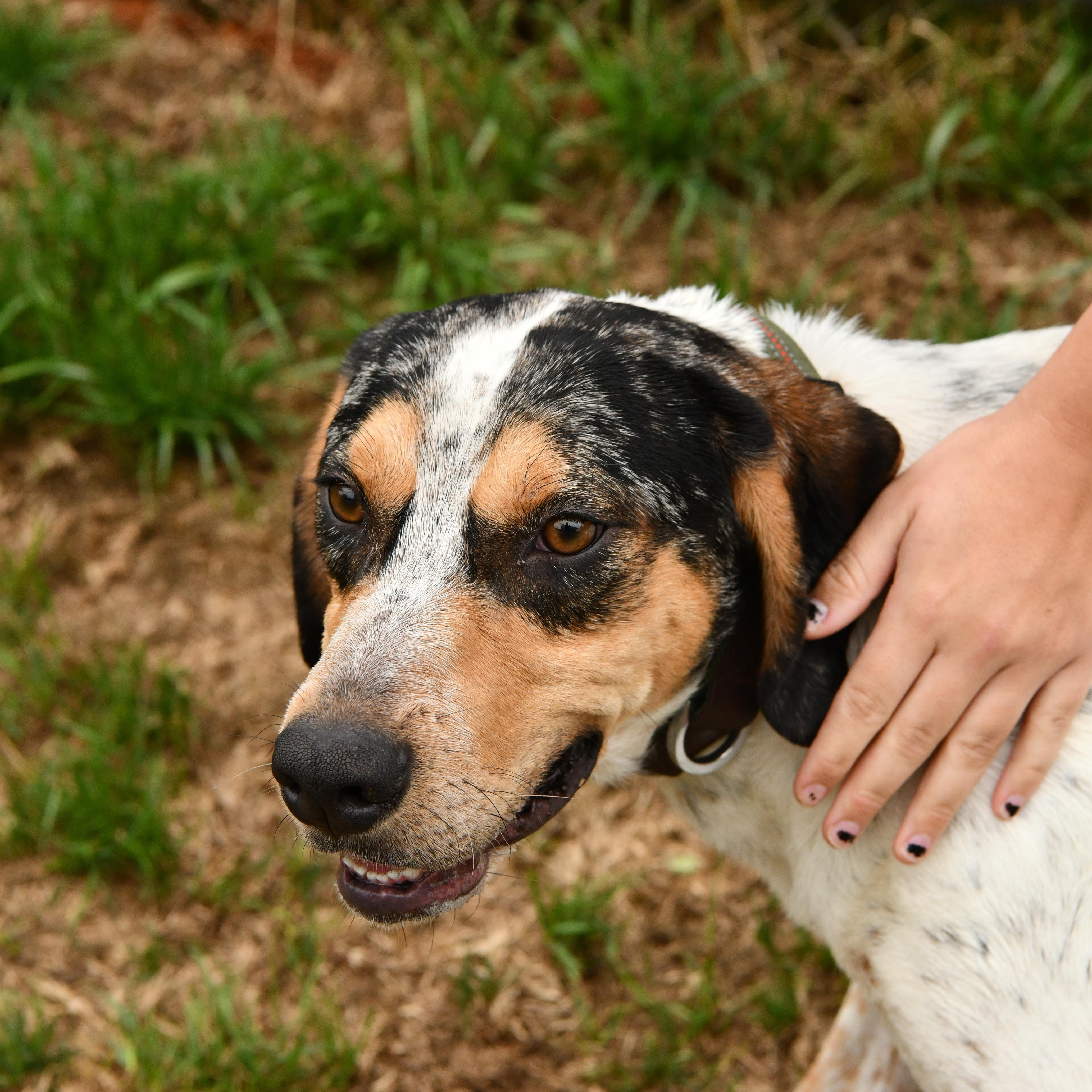 Enlarge Bongo, a ADOPTABLE mixed breed in Fairhope, AL image 3/4