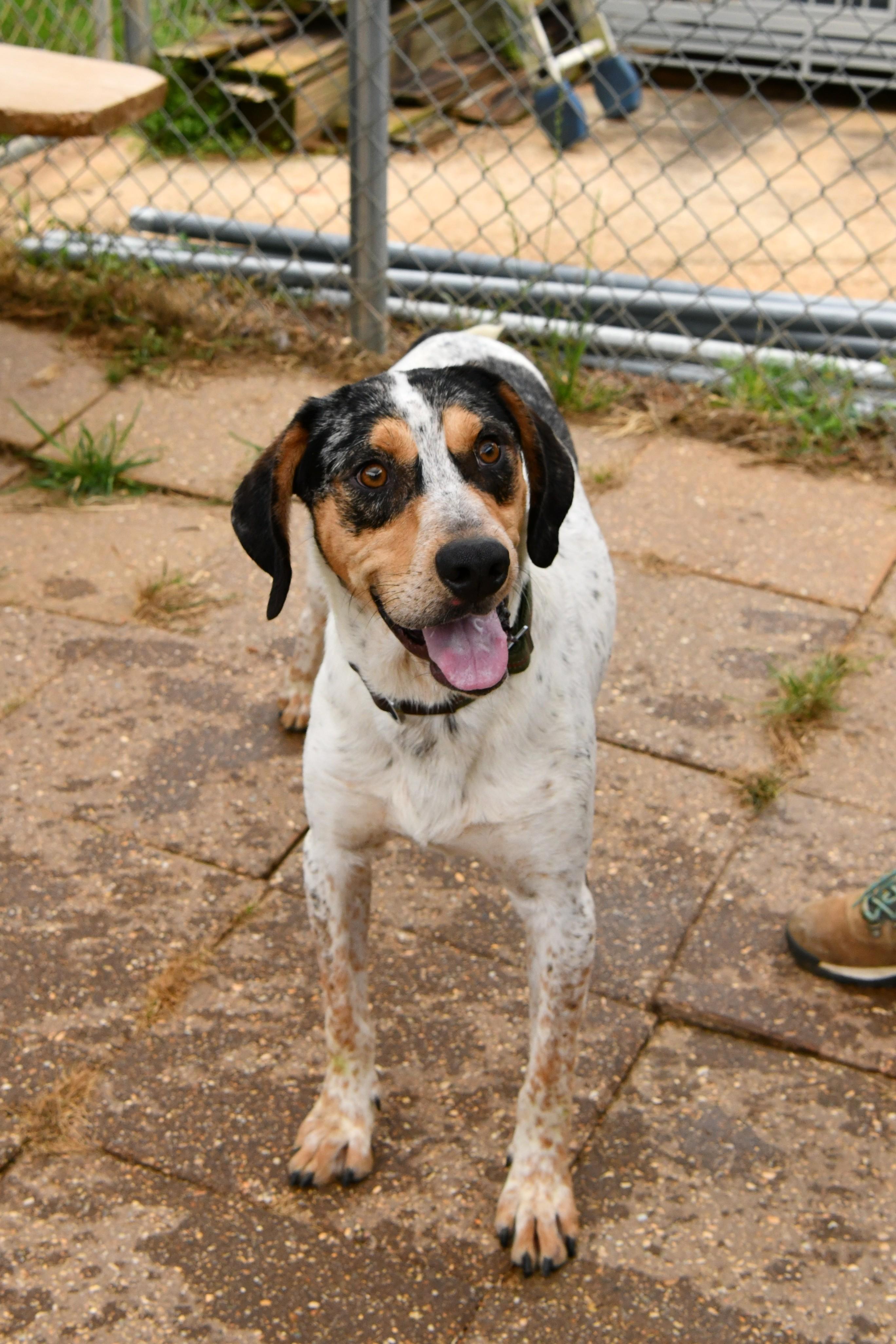 Bongo, ADOPTABLE, Adult Male Bluetick Coonhound & English Coonhound.