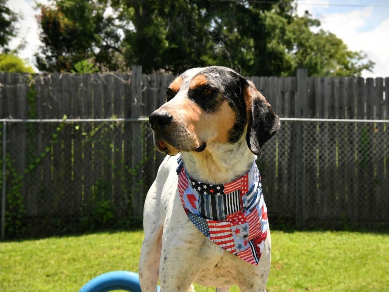 Bongo, a ADOPTABLE mixed breed in Fairhope, AL image 4/6