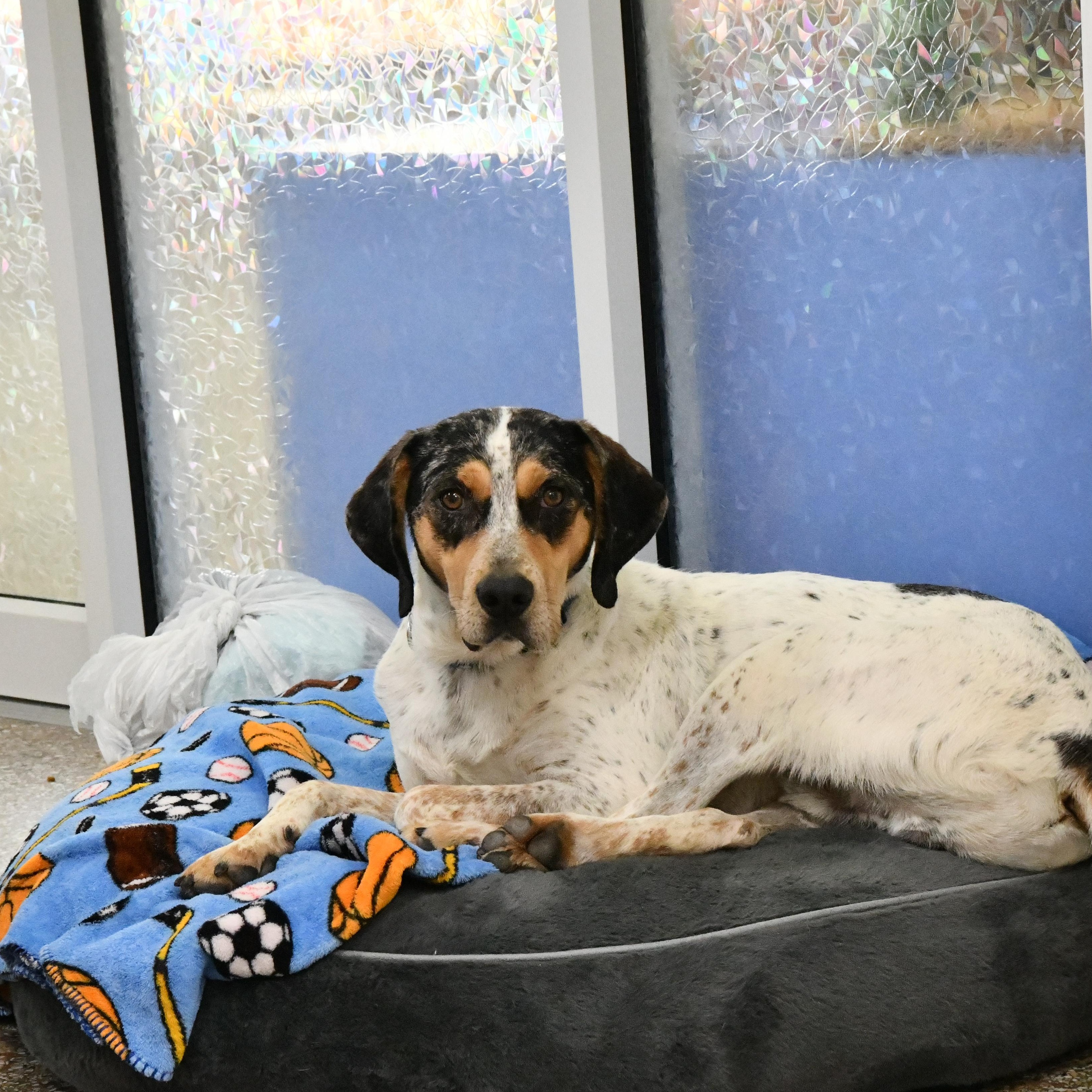 Bongo, ADOPTABLE, Adult Male Bluetick Coonhound & English Coonhound.