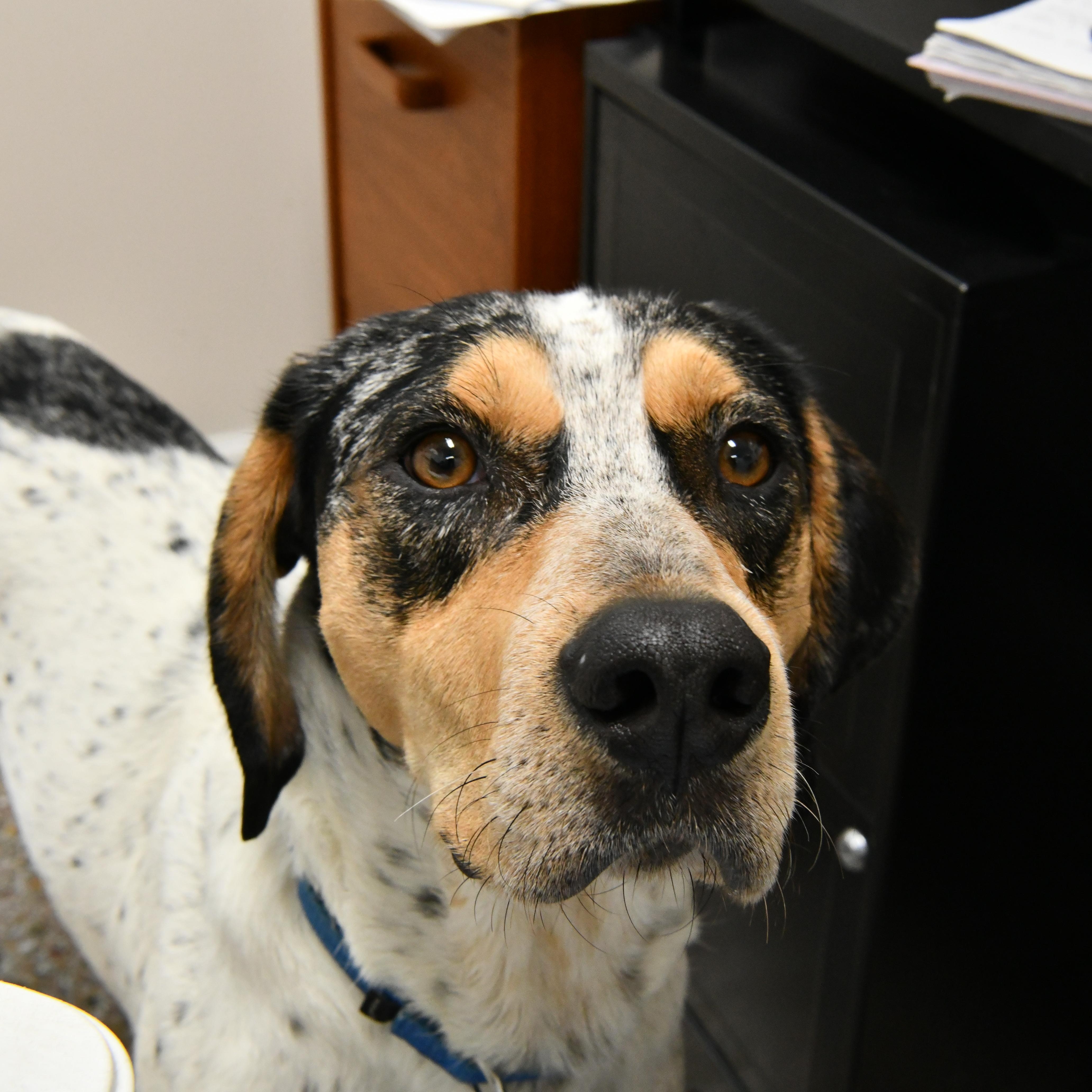 Bongo, a ADOPTABLE mixed breed in Fairhope, AL image 1/6