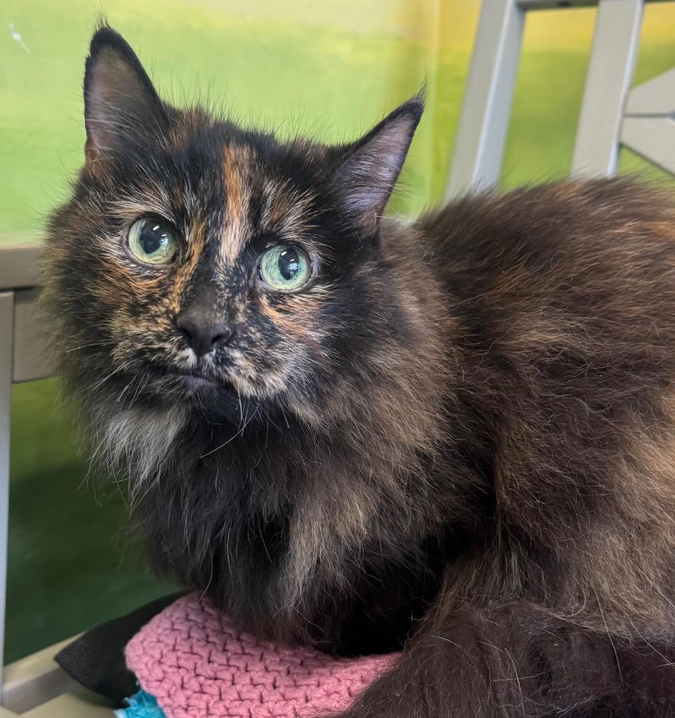 Bonnette, Adoptable, Senior Female Domestic Long Hair.